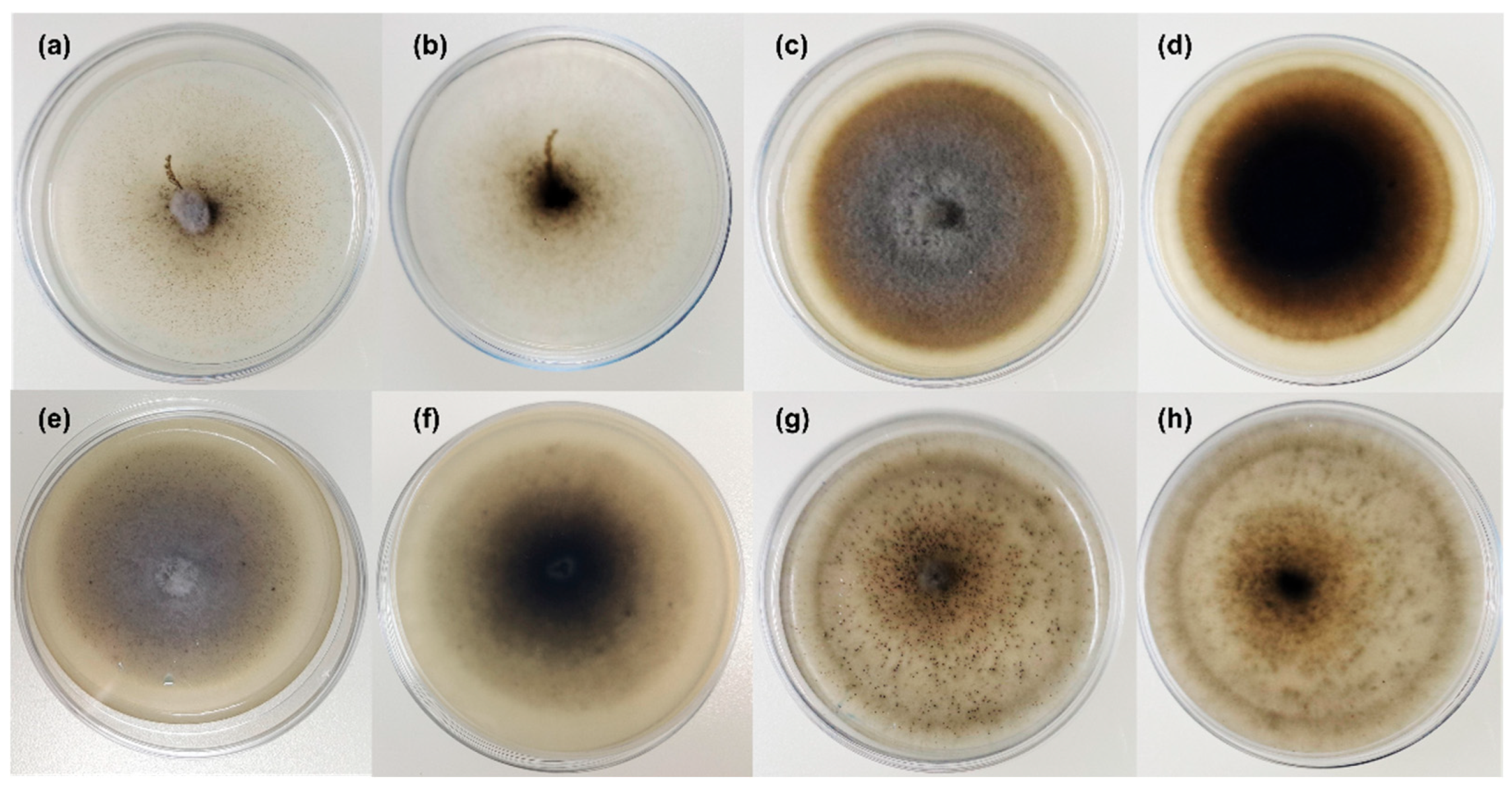 Preprints 180690 g004
