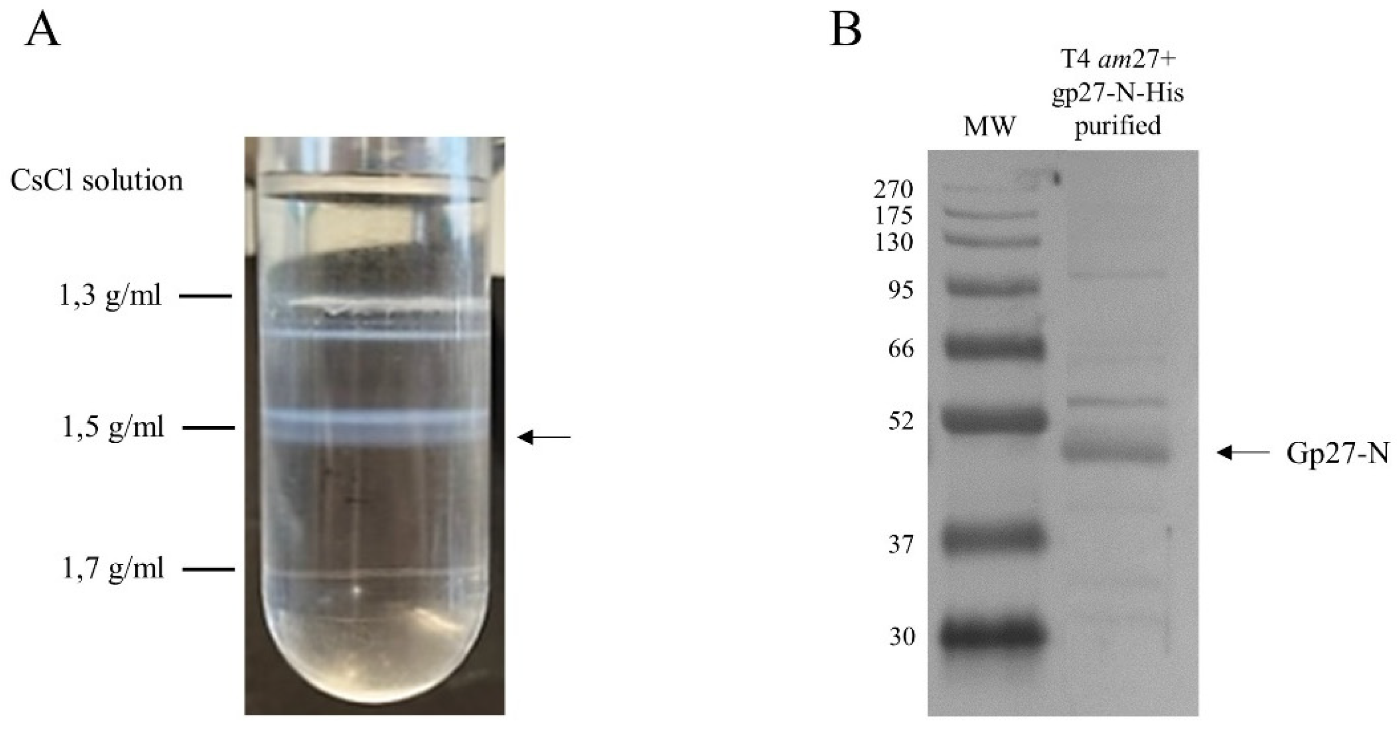 Preprints 97811 g006
