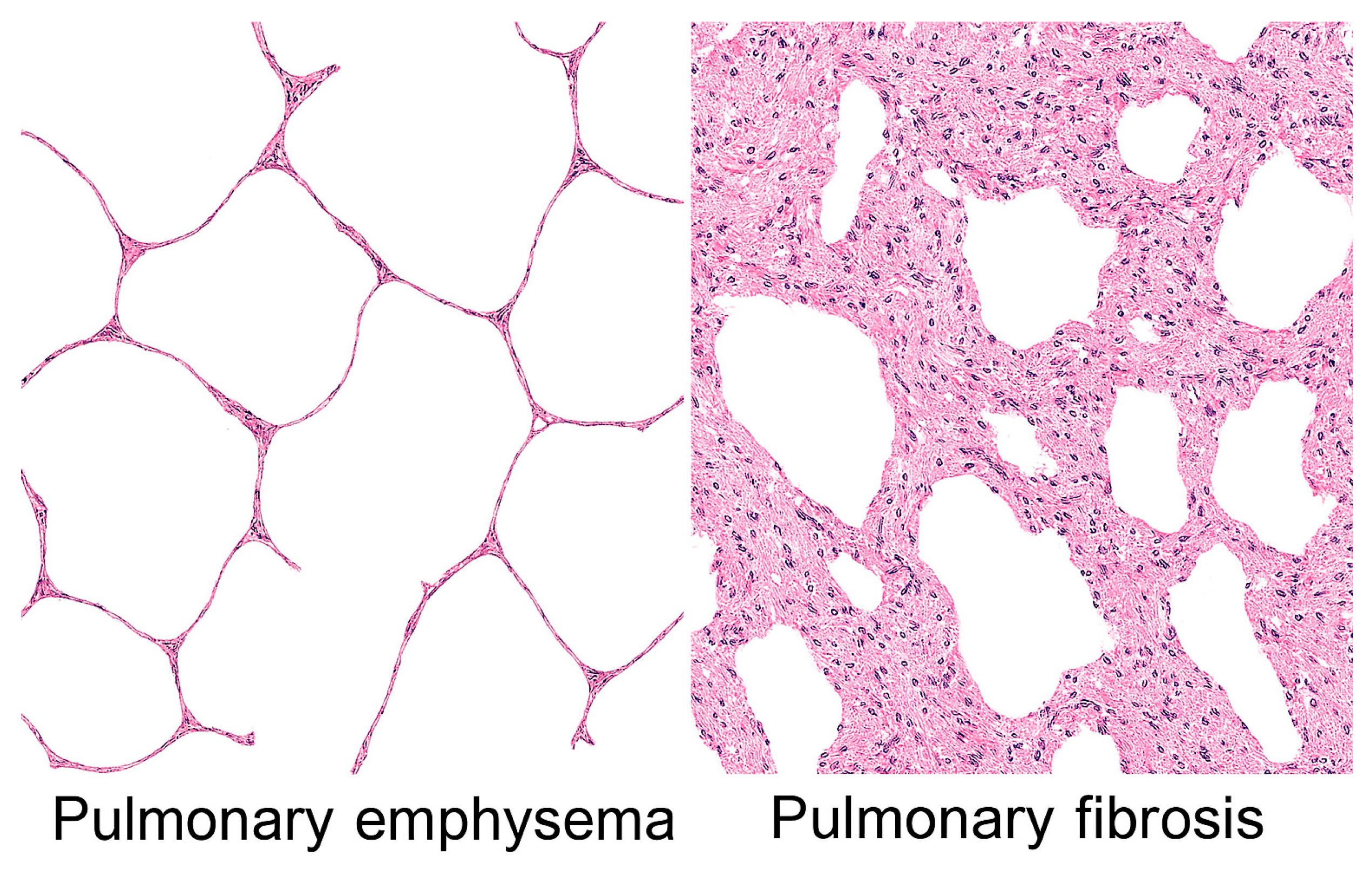 Preprints 190603 g001