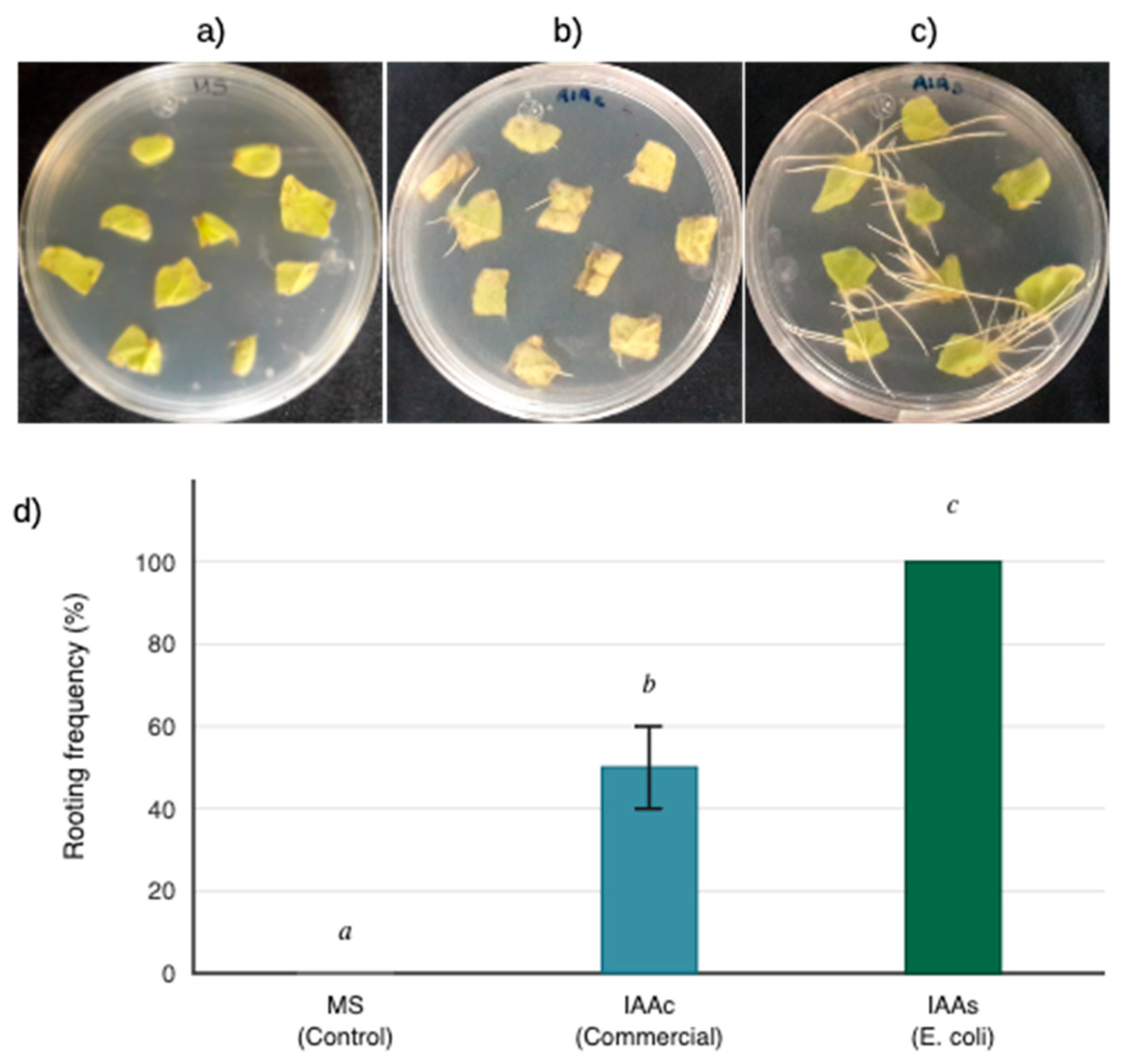 Preprints 205191 g006