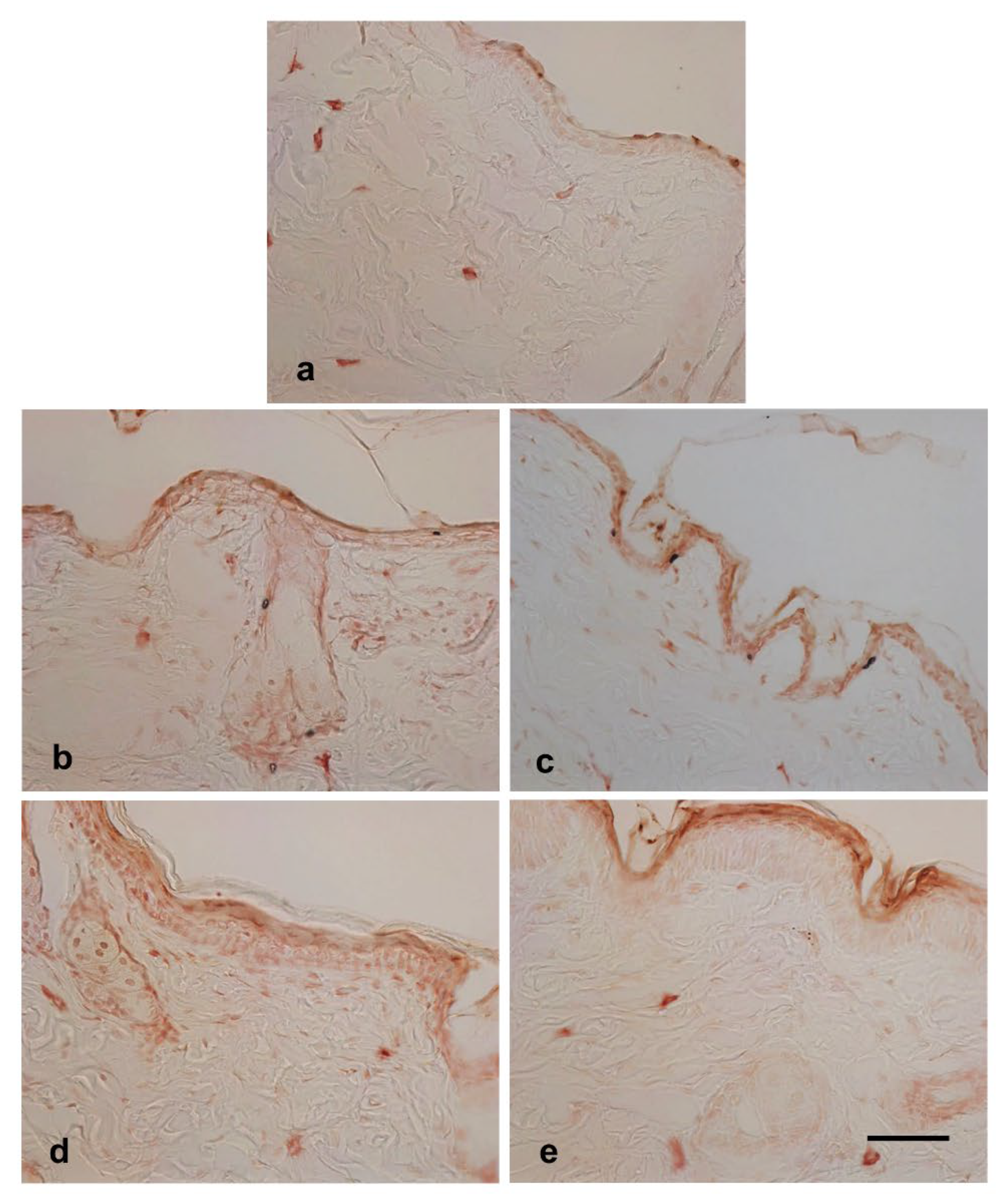 Preprints 174098 g005
