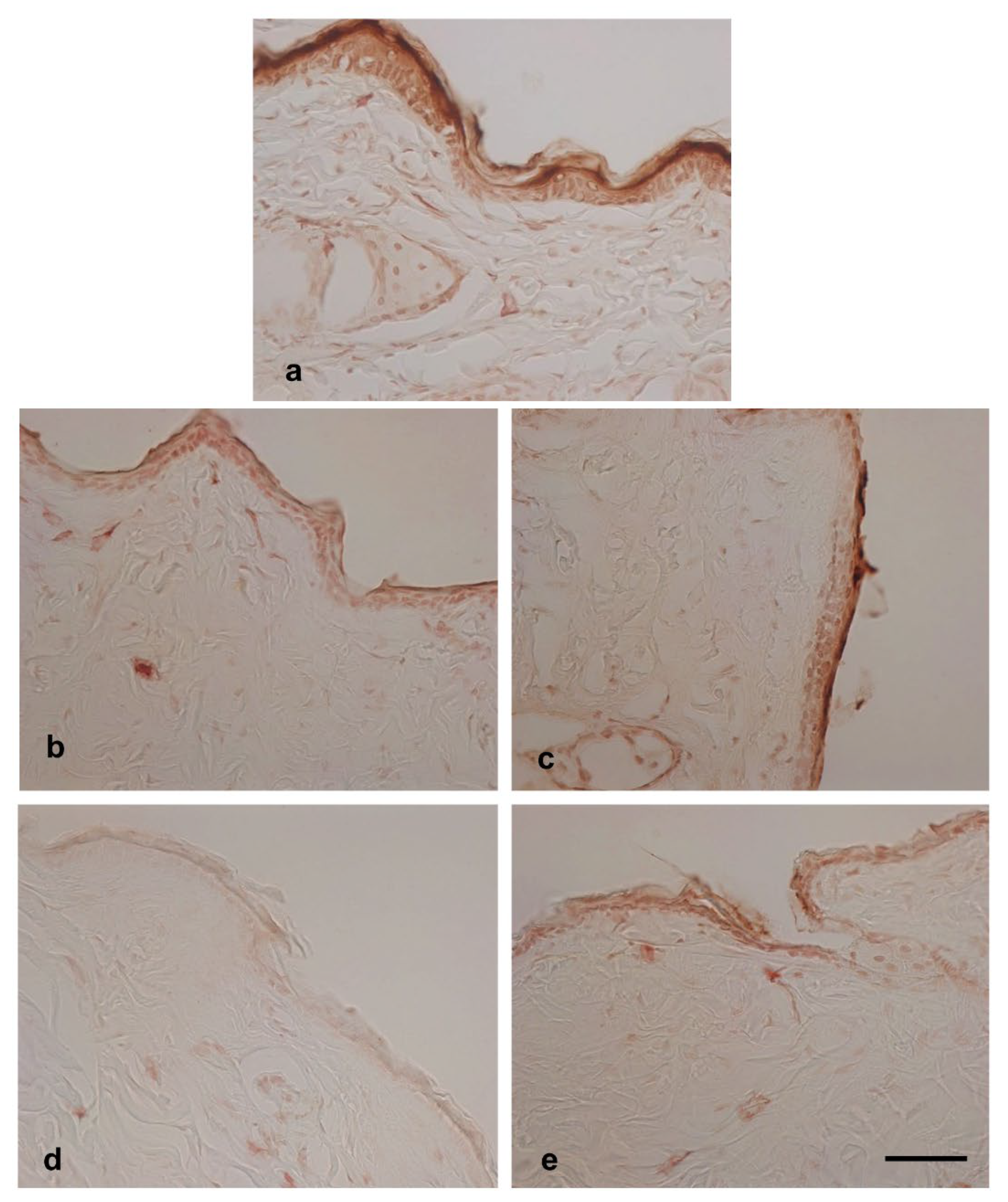 Preprints 174098 g006