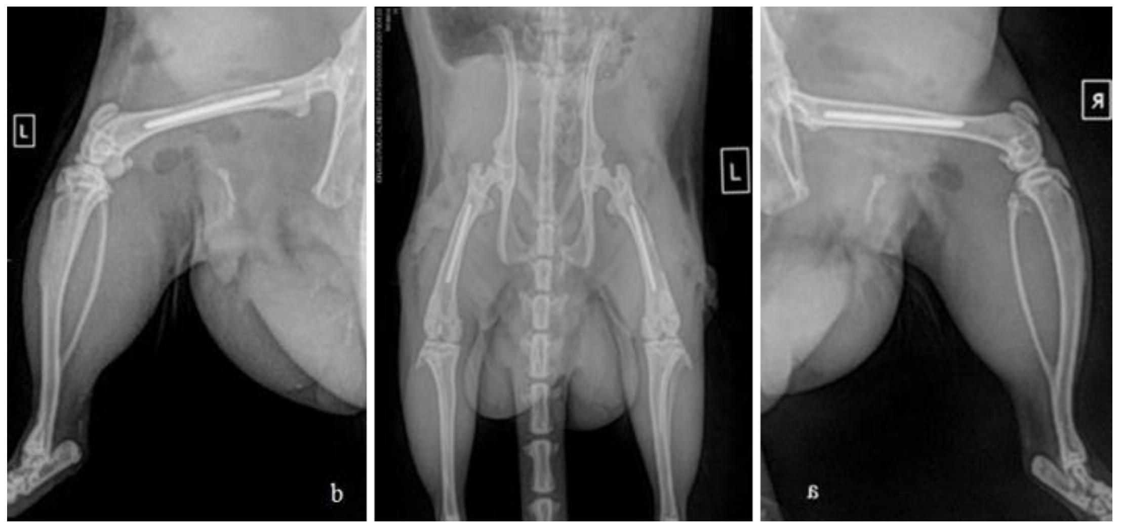 Preprints 140784 g002