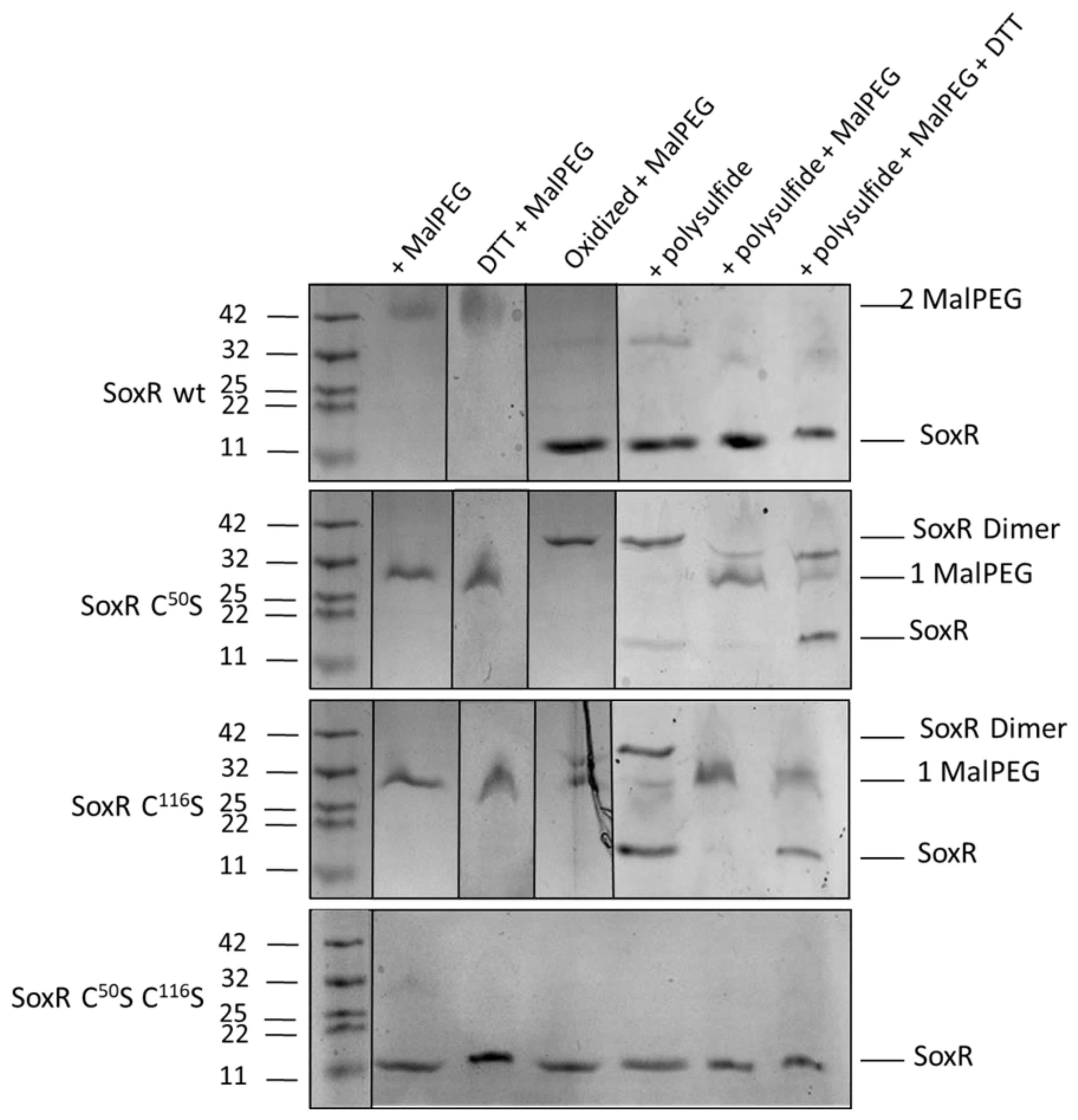 Preprints 79270 g009