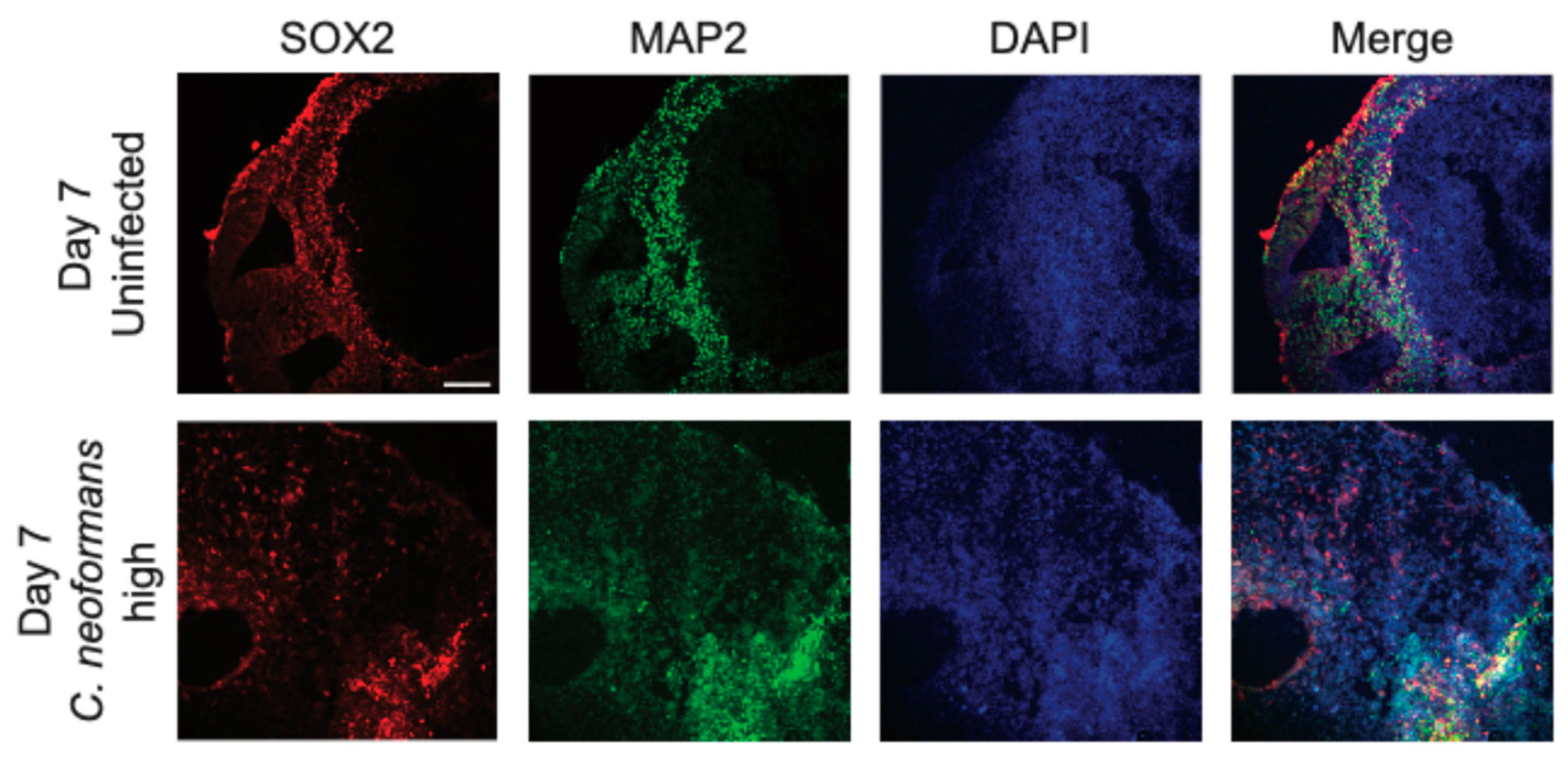 Preprints 165287 g003