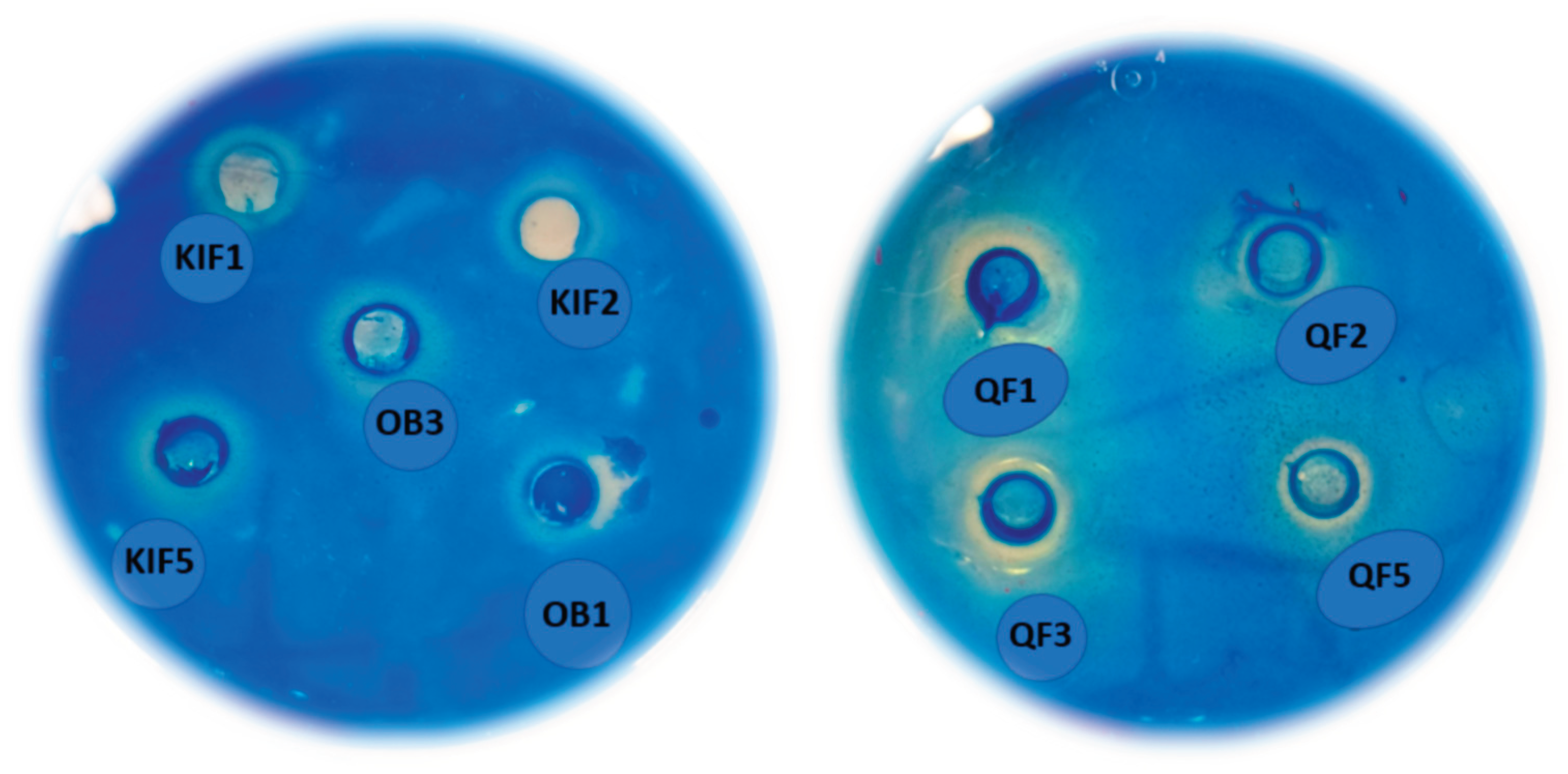 Preprints 195108 g004