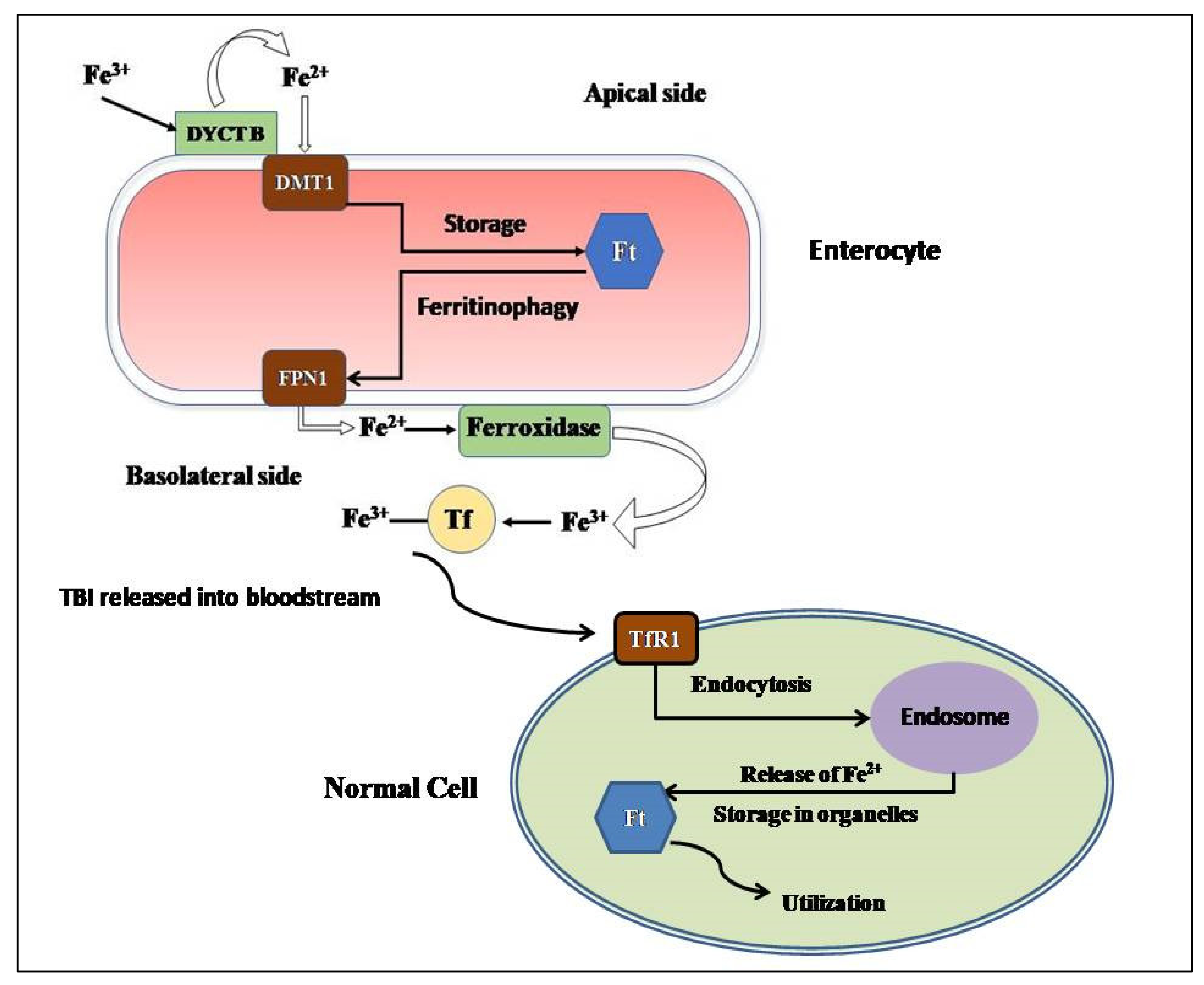 Preprints 75514 g001