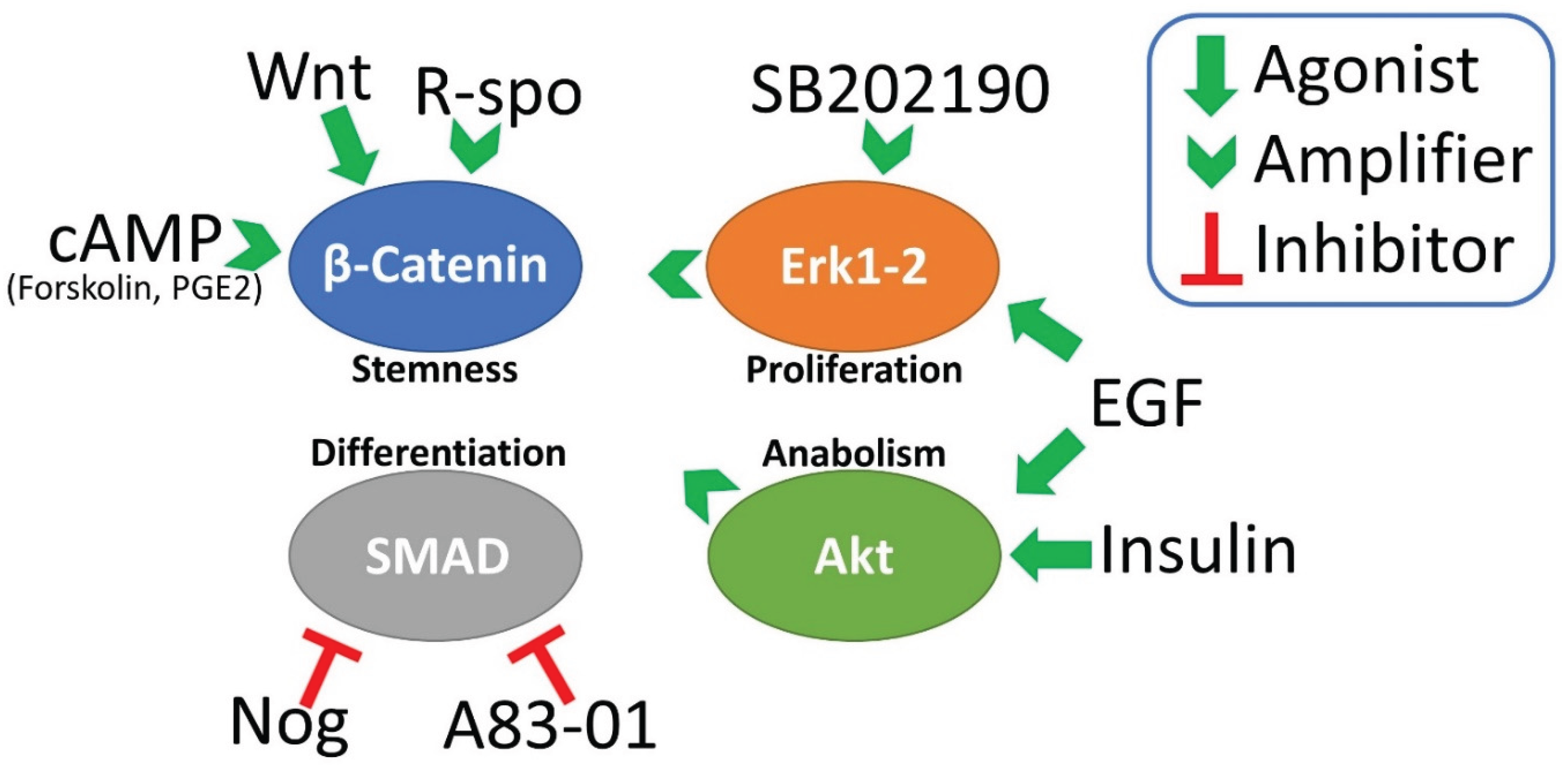Preprints 189802 g001
