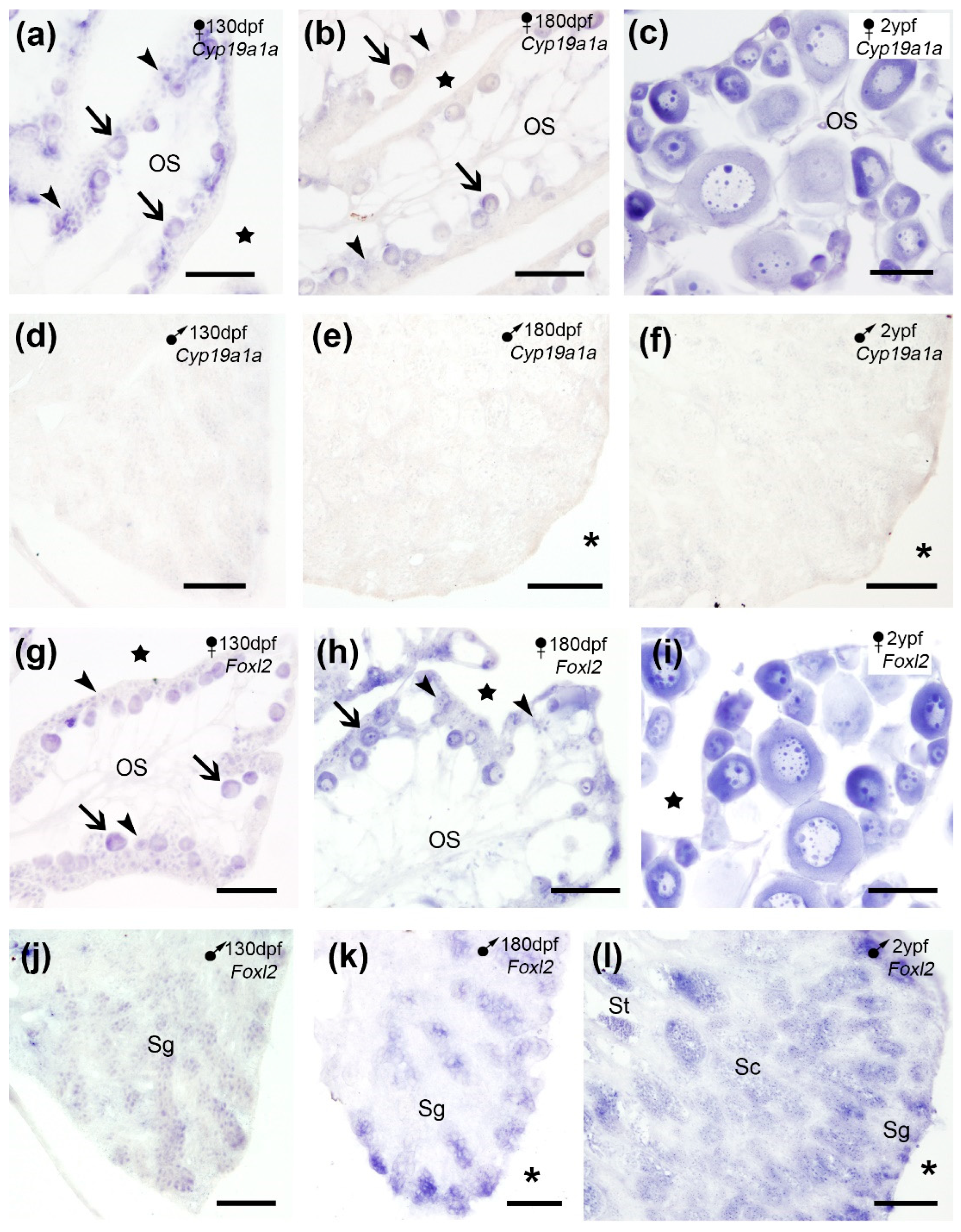 Preprints 200647 g004
