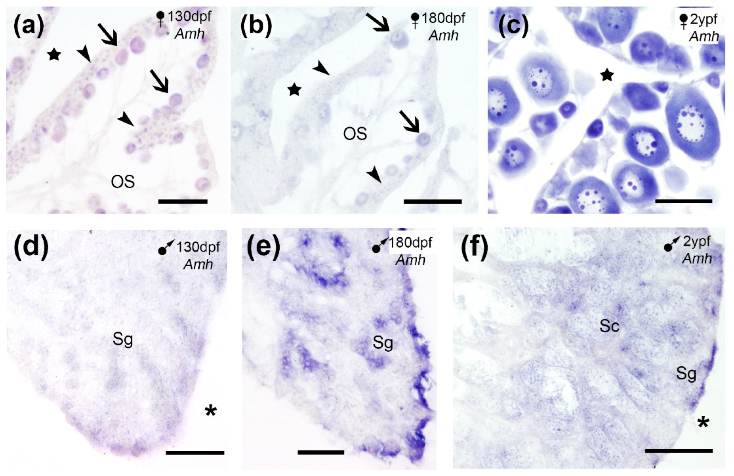 Preprints 200647 g005