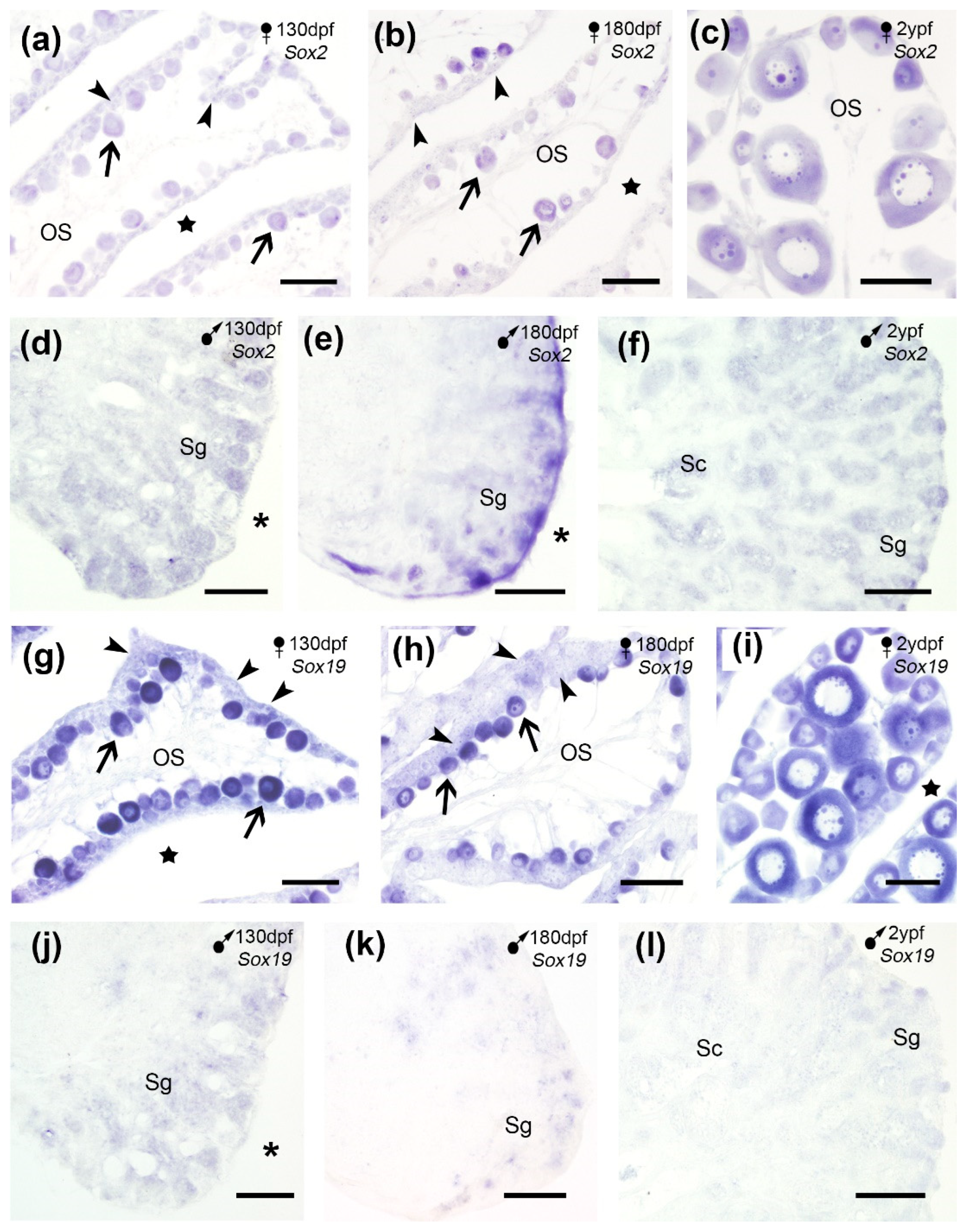 Preprints 200647 g006