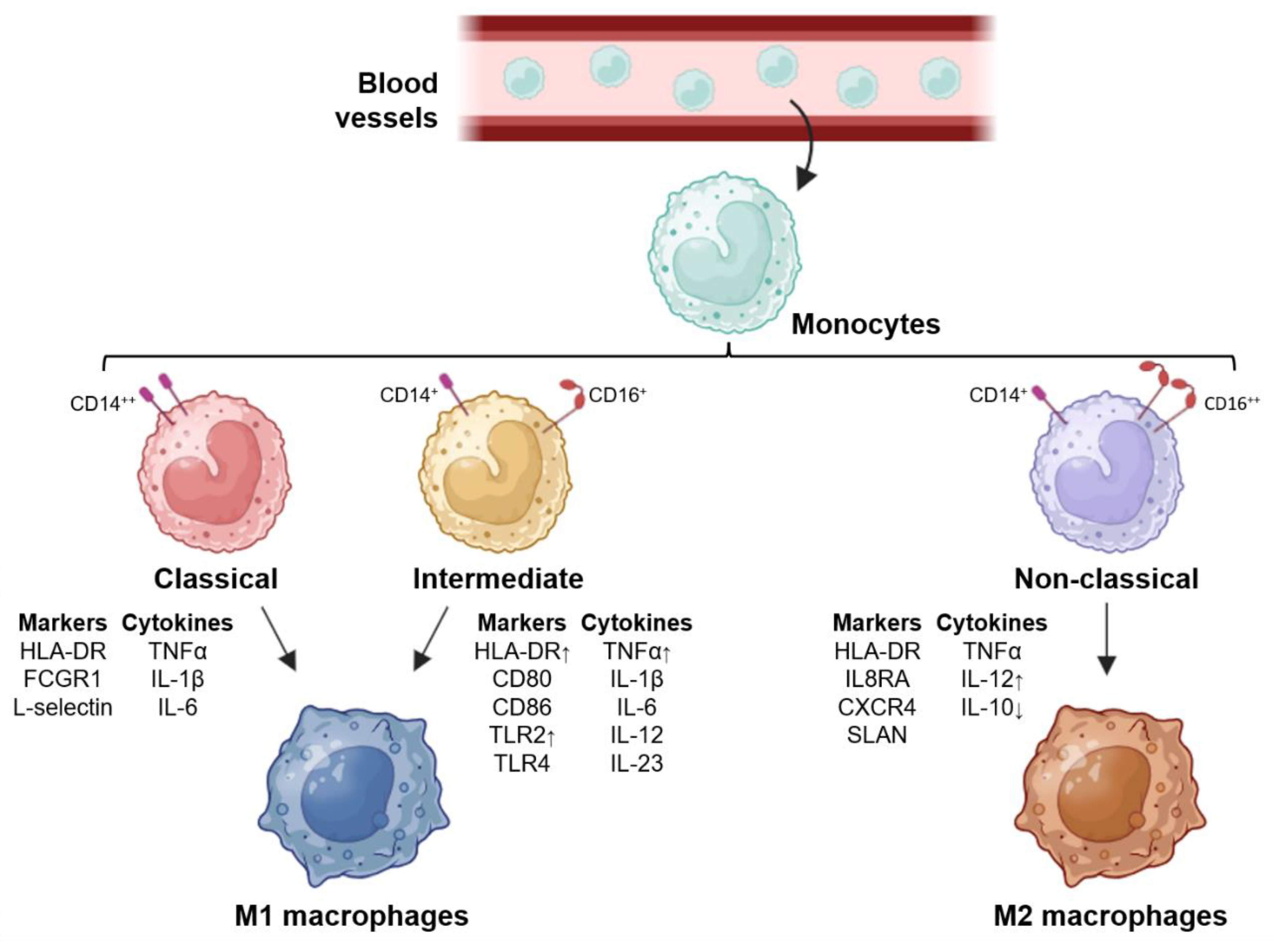 Preprints 160708 g001