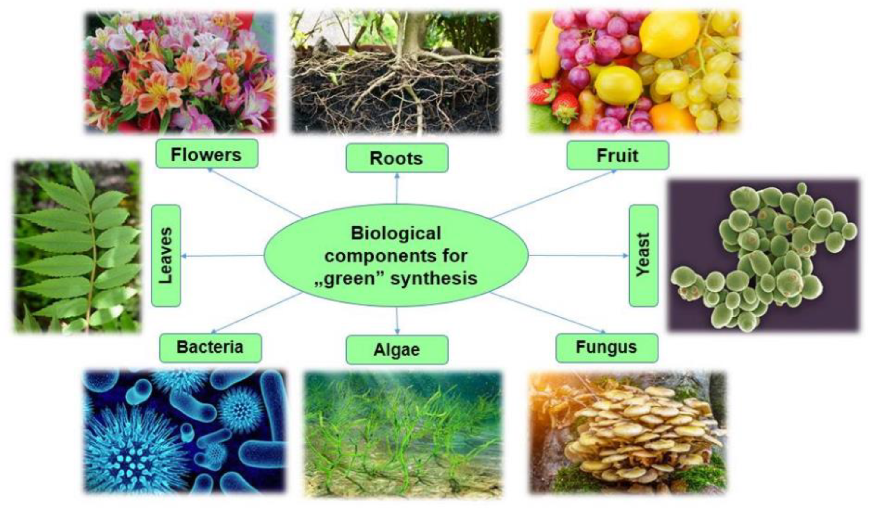 Preprints 88006 g005