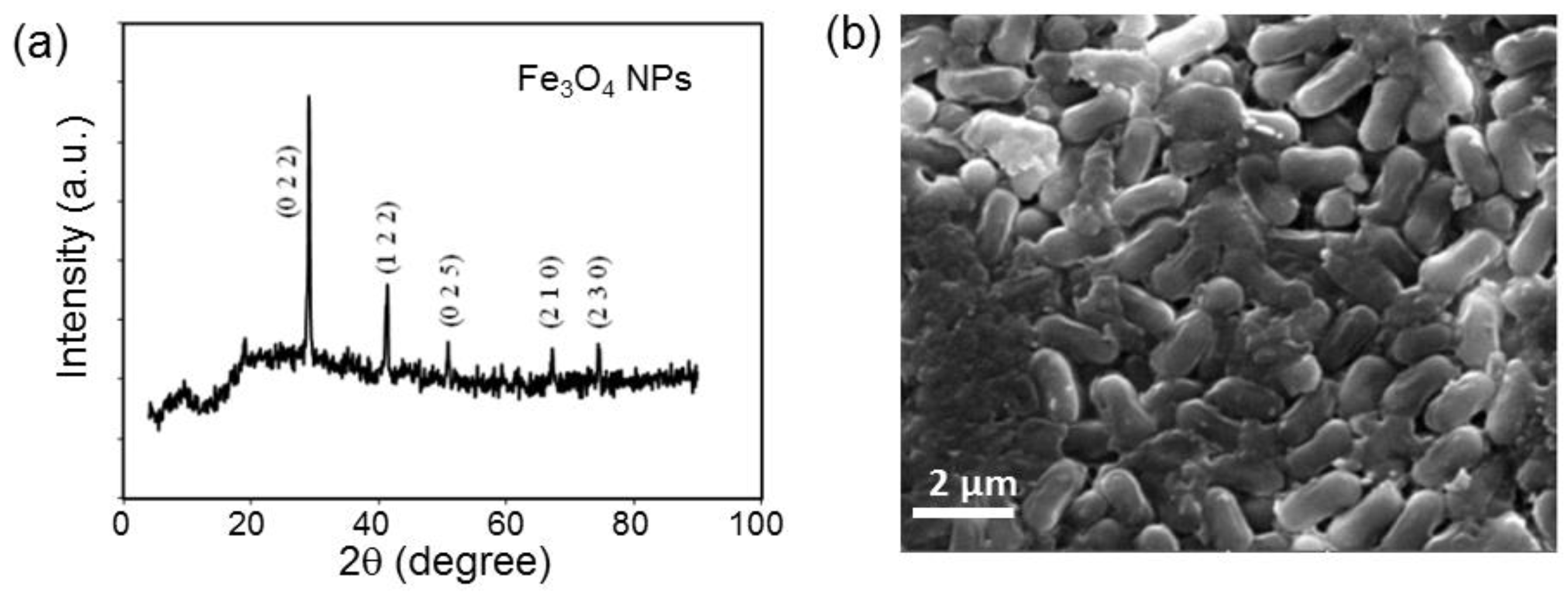 Preprints 88006 g019