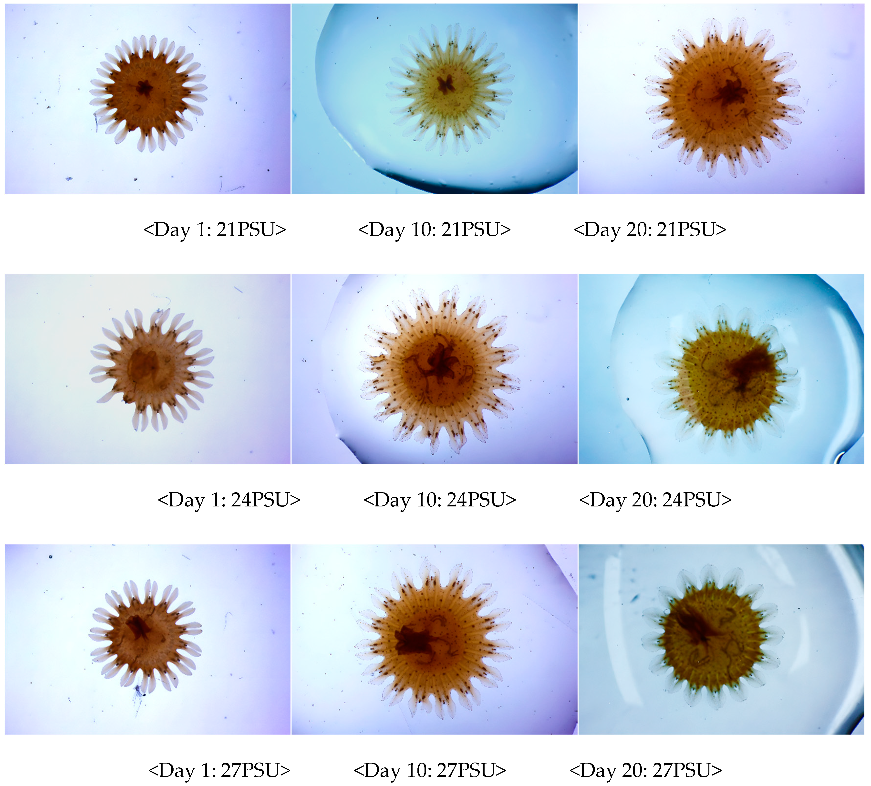 Preprints 151890 g003