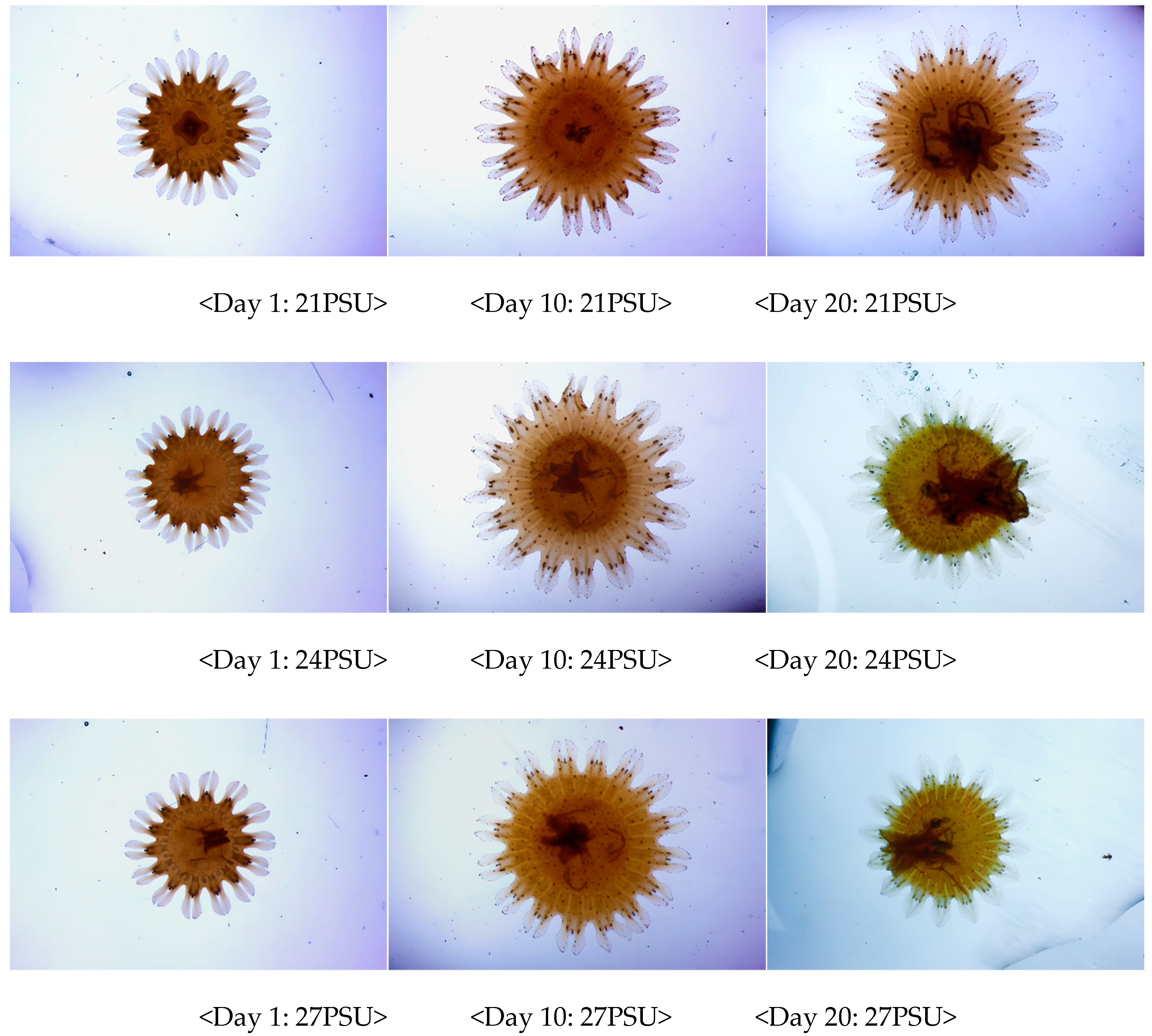Preprints 151890 g004