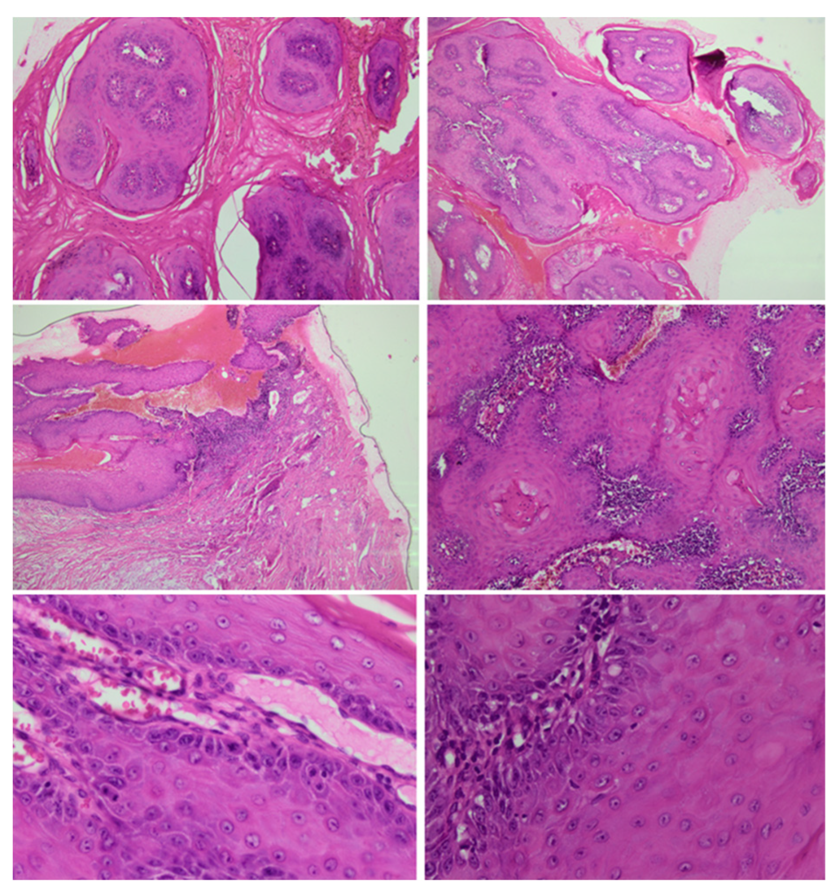 Preprints 83194 g003