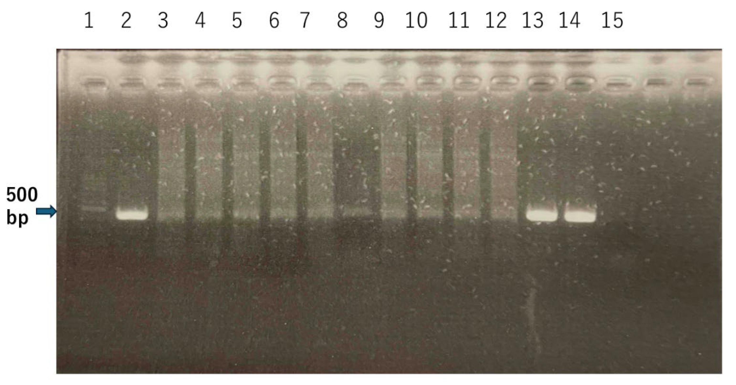 Preprints 188928 g002