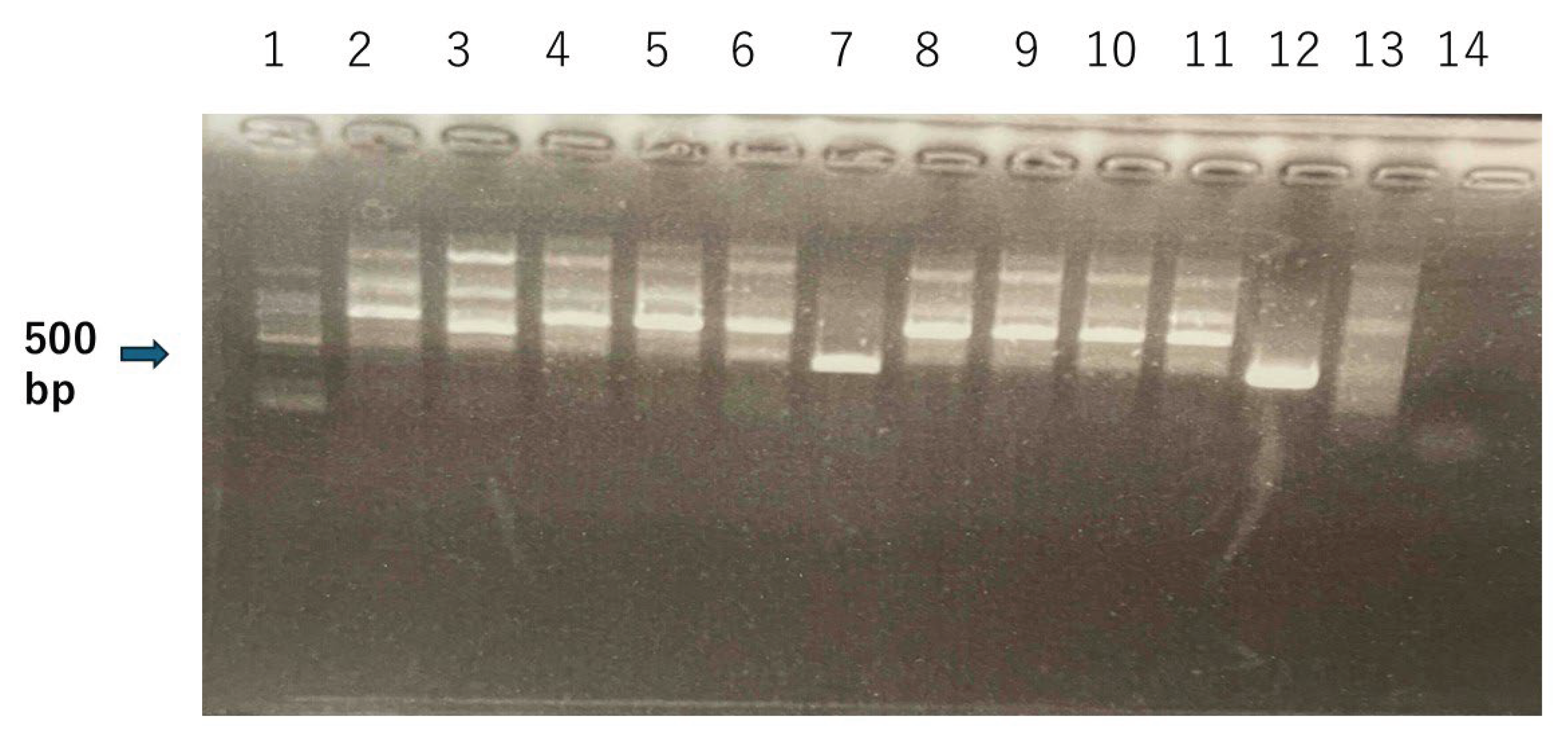 Preprints 188928 g003