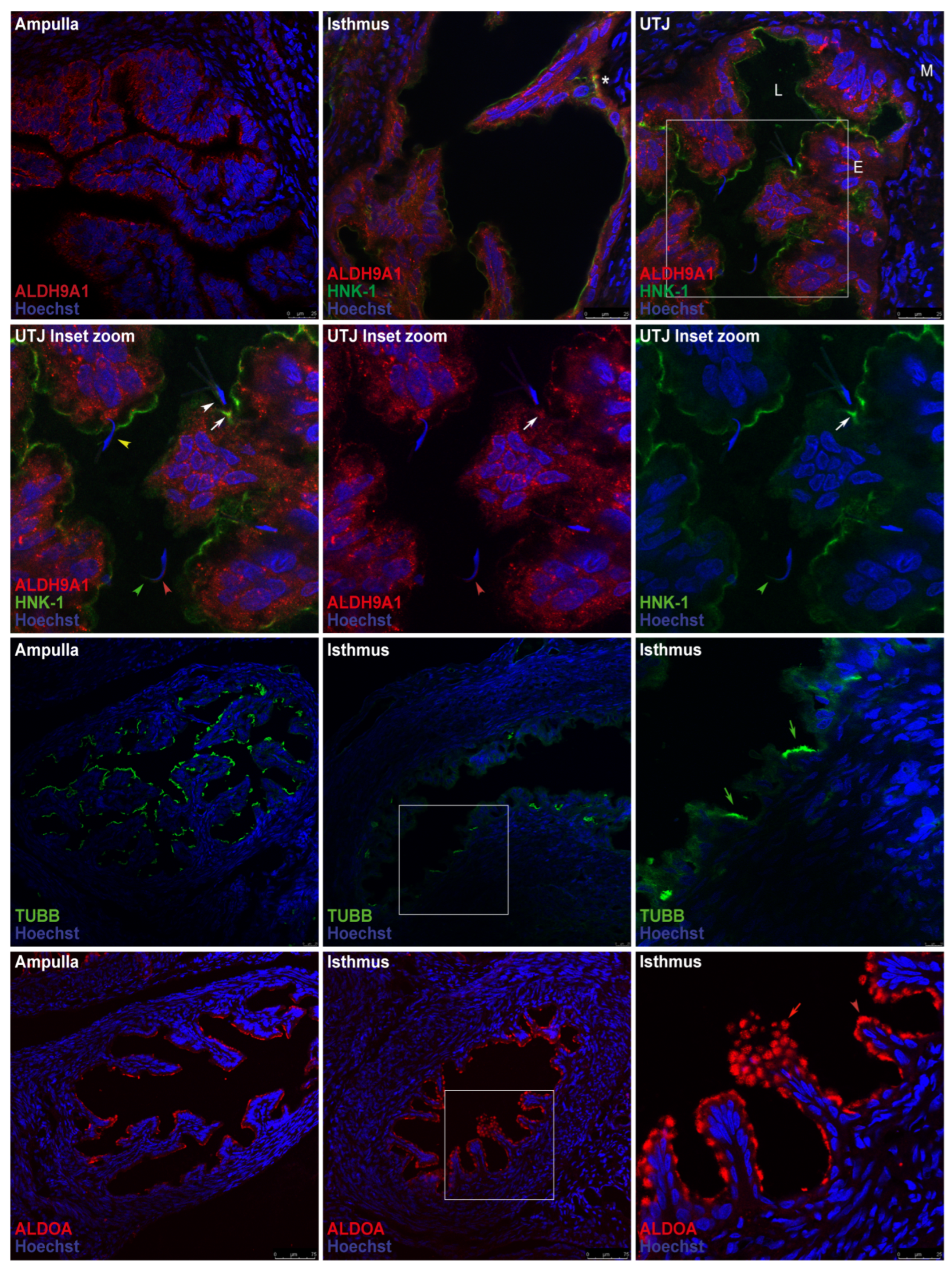 Preprints 146842 g009