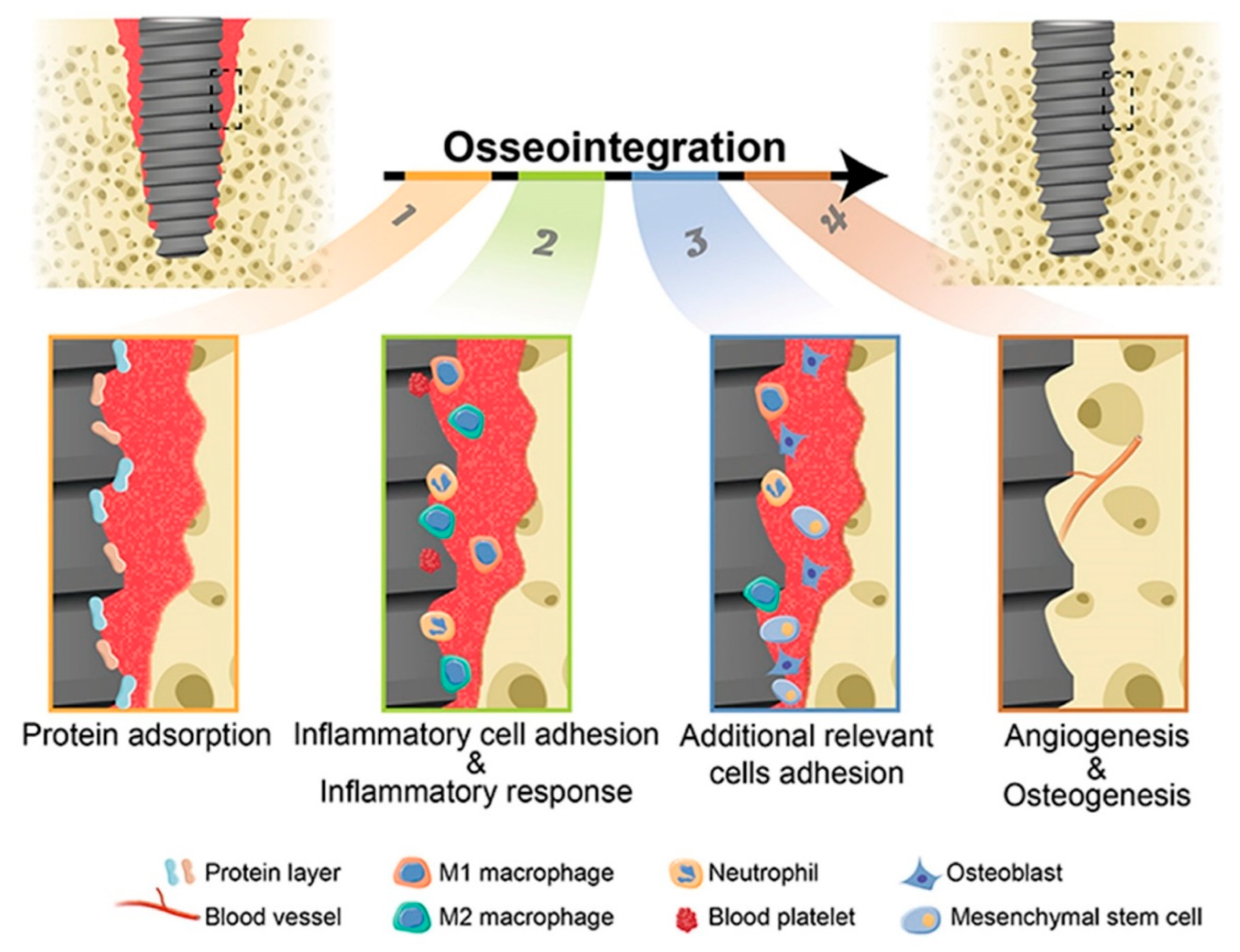 Preprints 146033 g004