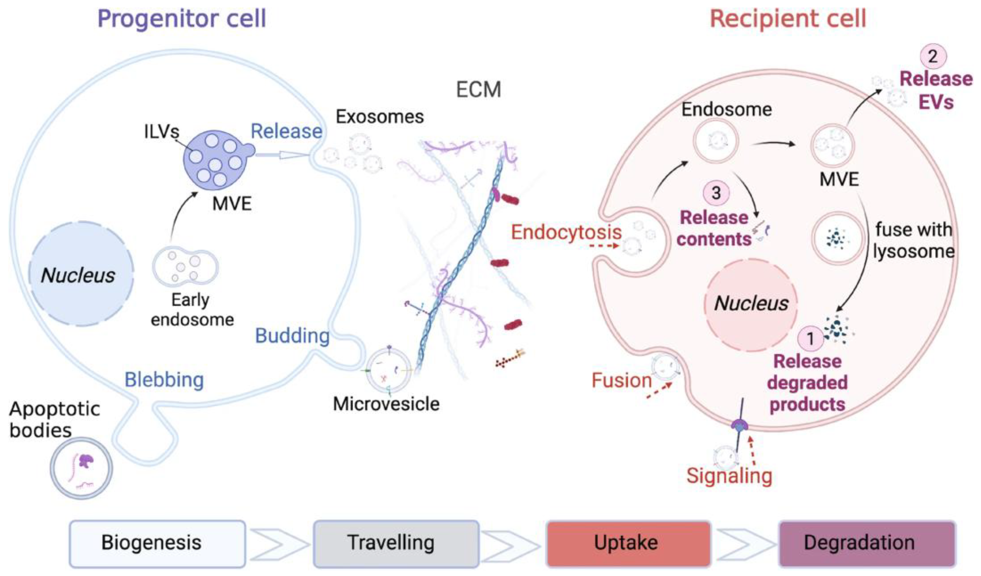Preprints 166008 g002