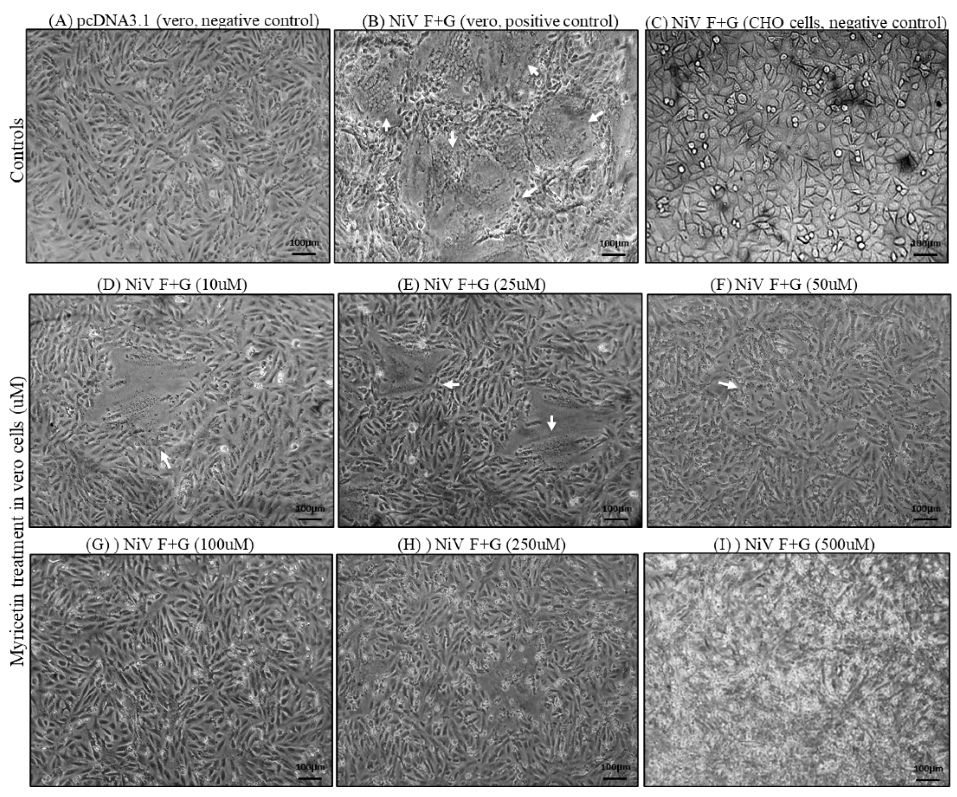Preprints 139506 g003