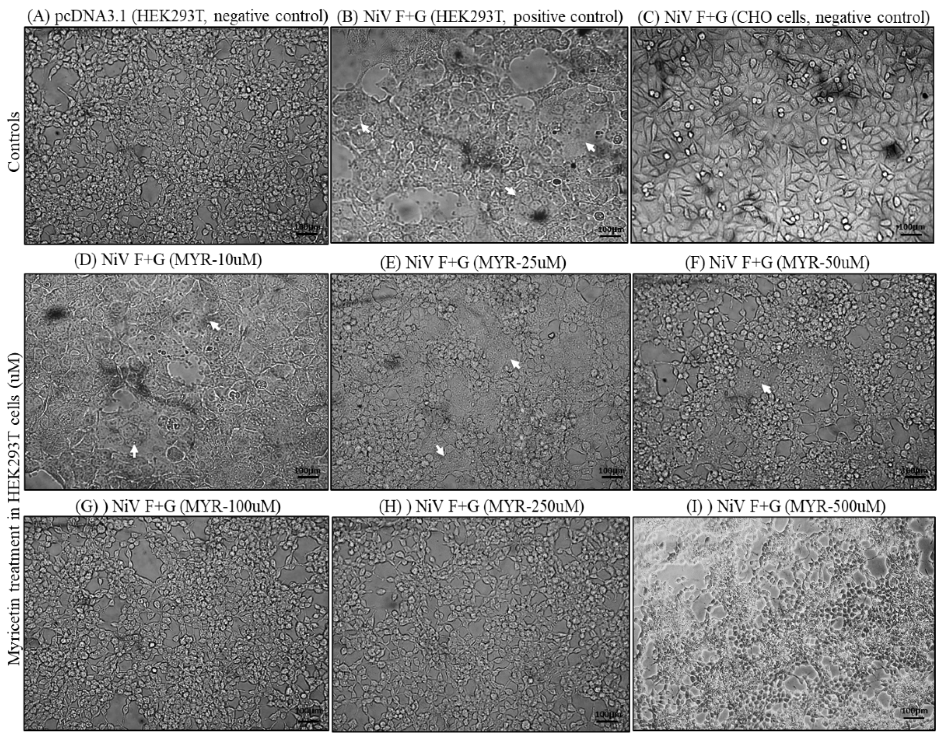 Preprints 139506 g004
