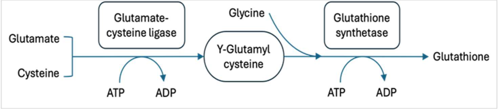 Preprints 211507 g001