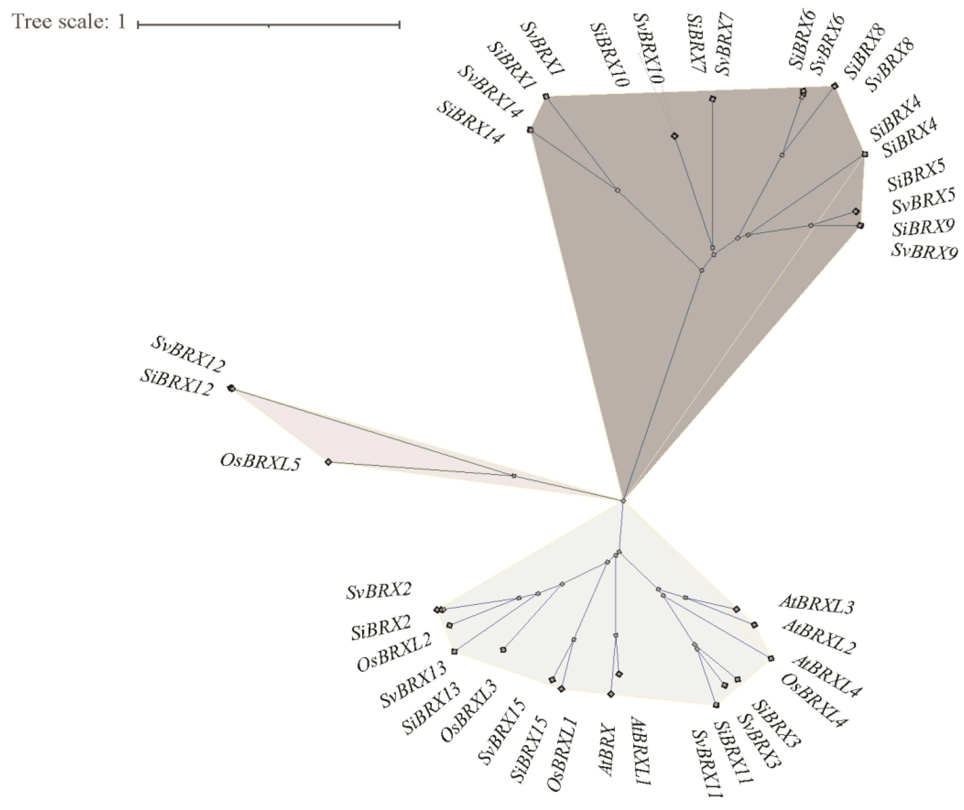 Preprints 152101 g002