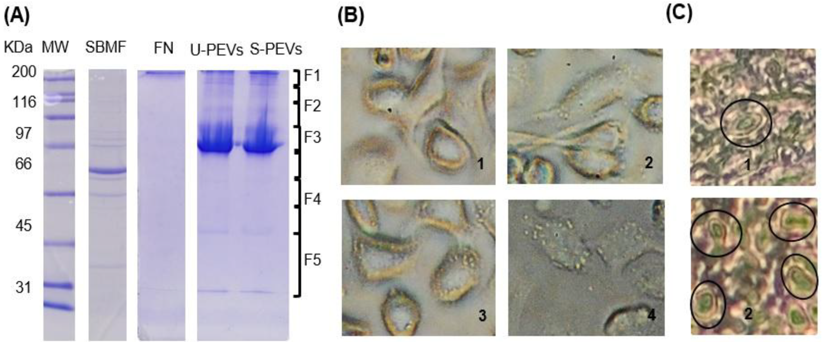 Preprints 177235 g001