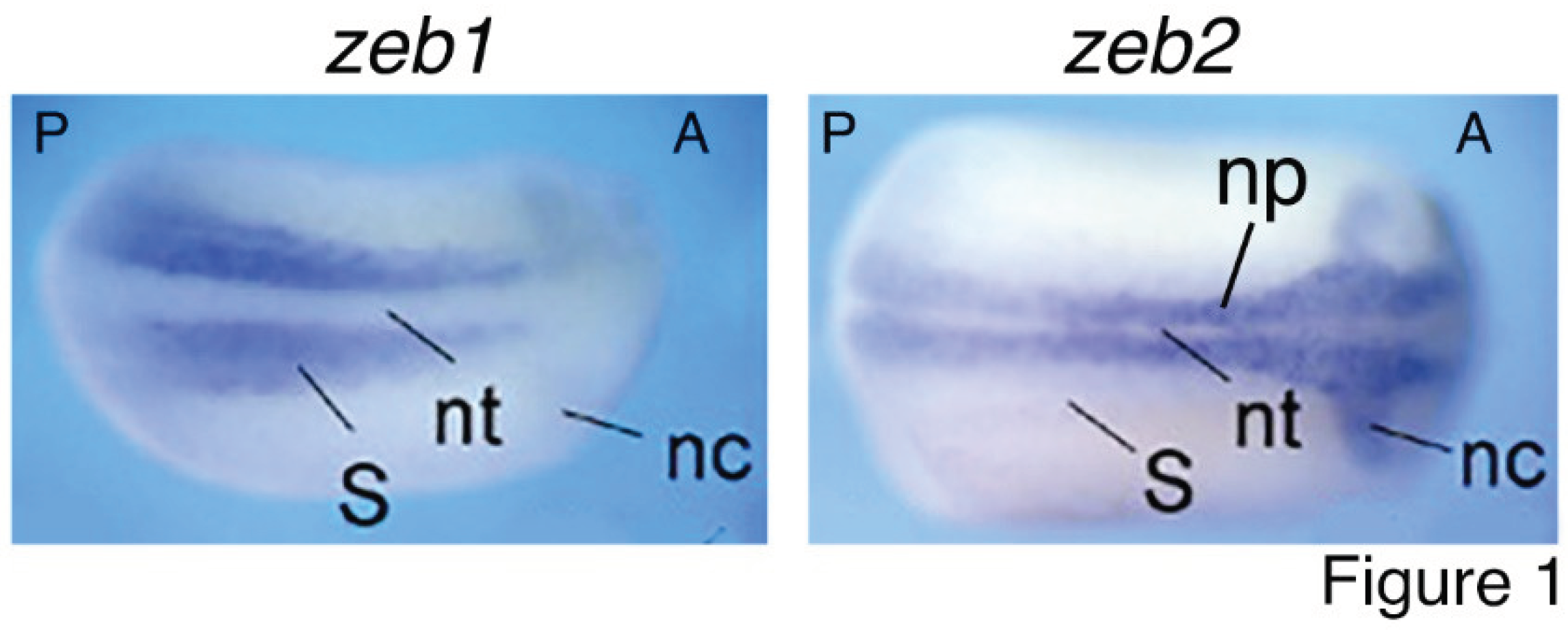 Preprints 100184 g001