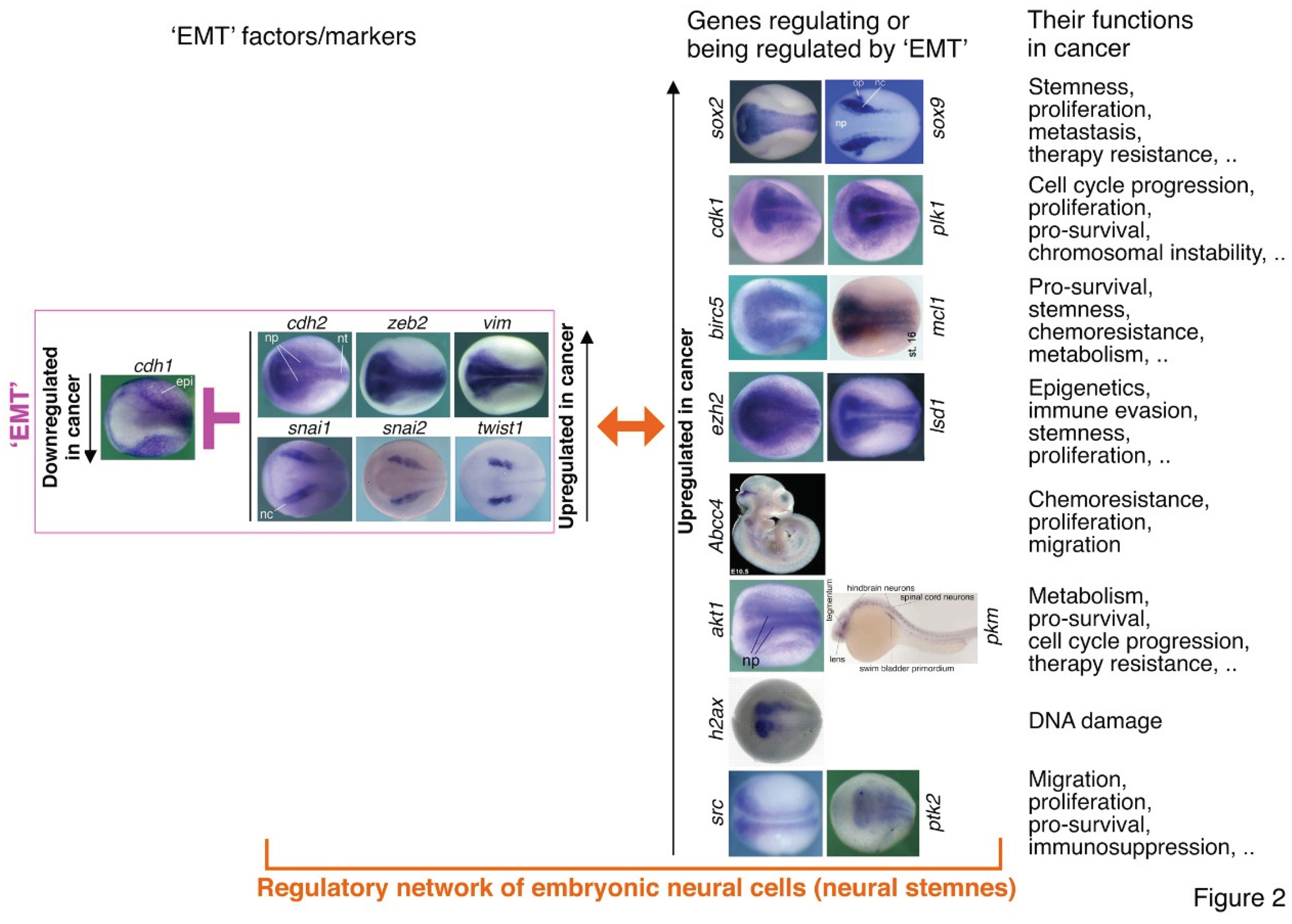 Preprints 100184 g002