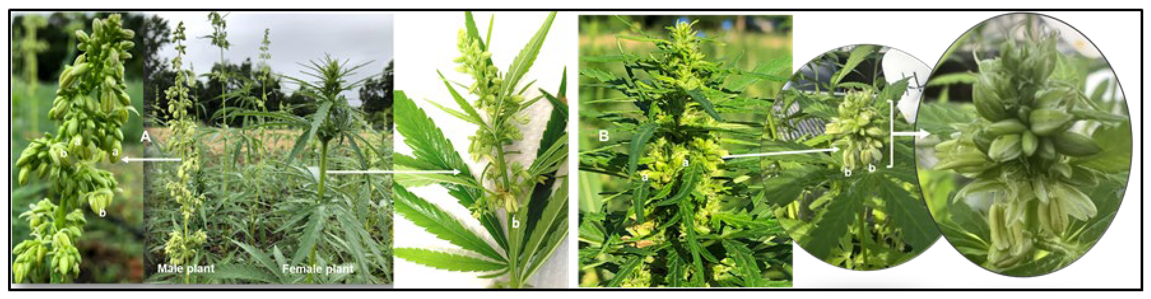 Preprints 150105 g001