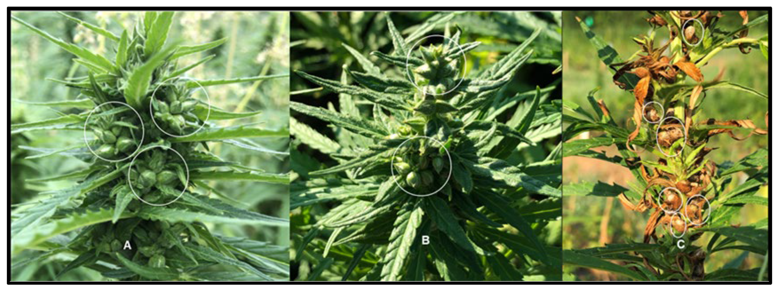 Preprints 150105 g002