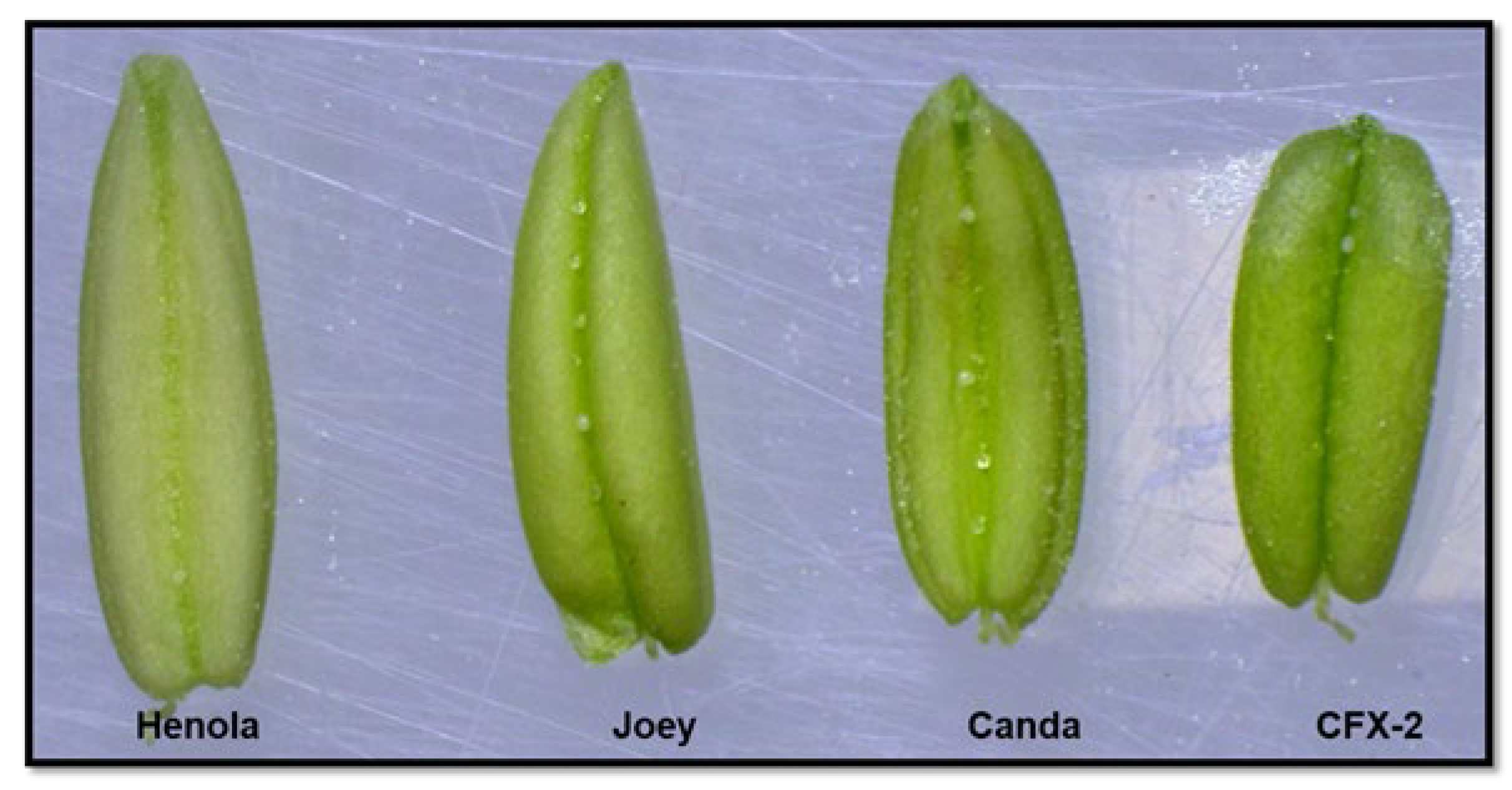 Preprints 150105 g003
