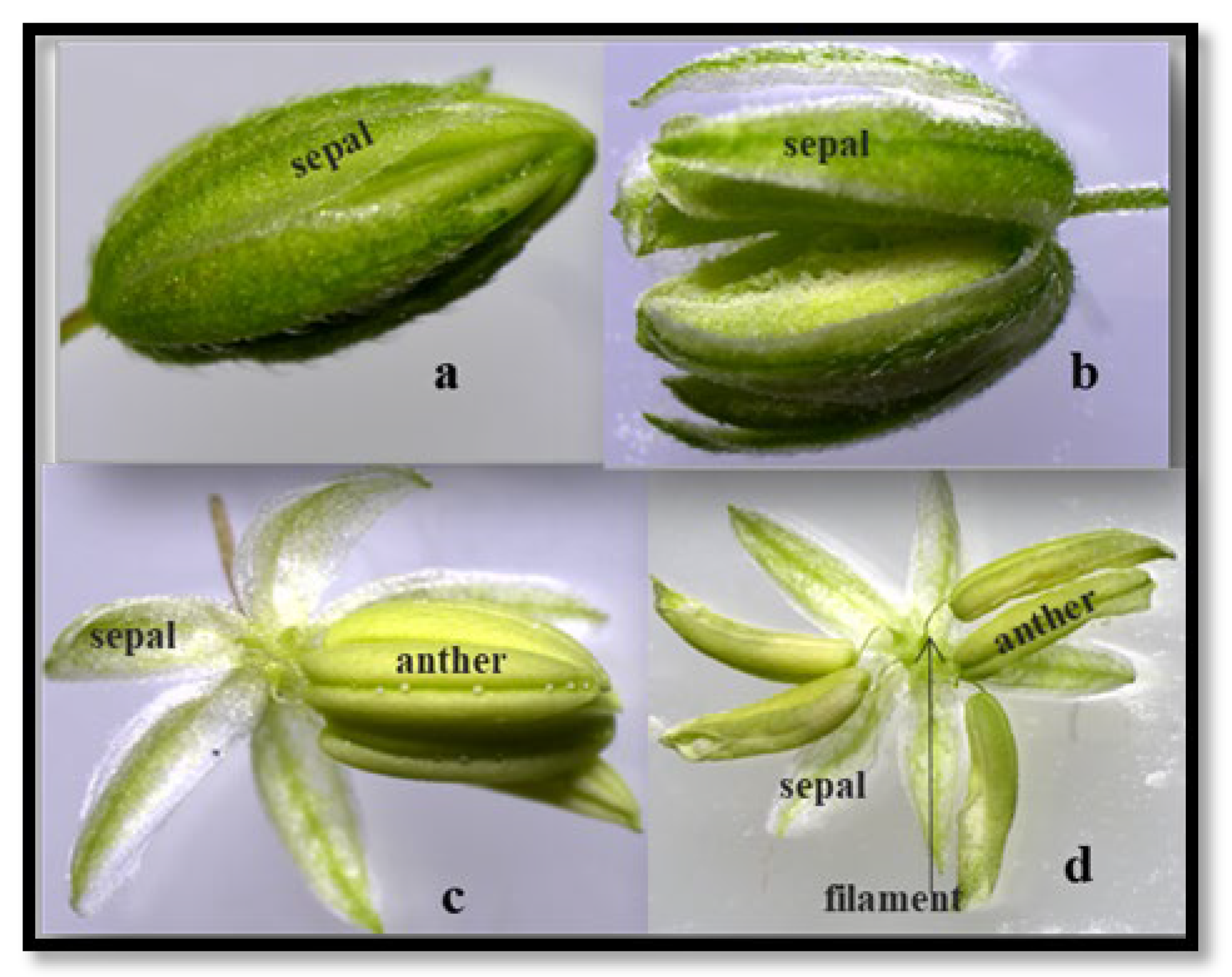 Preprints 150105 g004