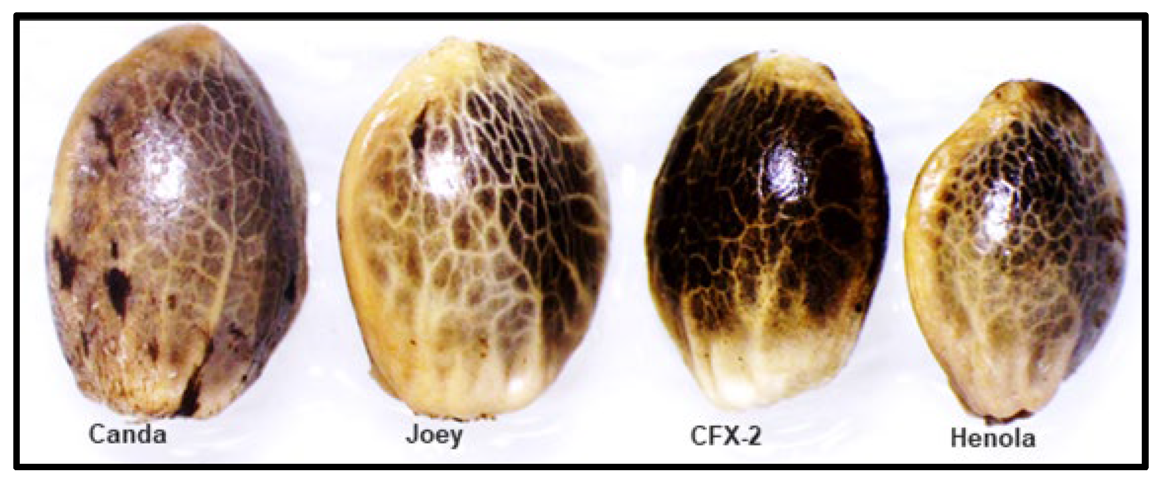 Preprints 150105 g013
