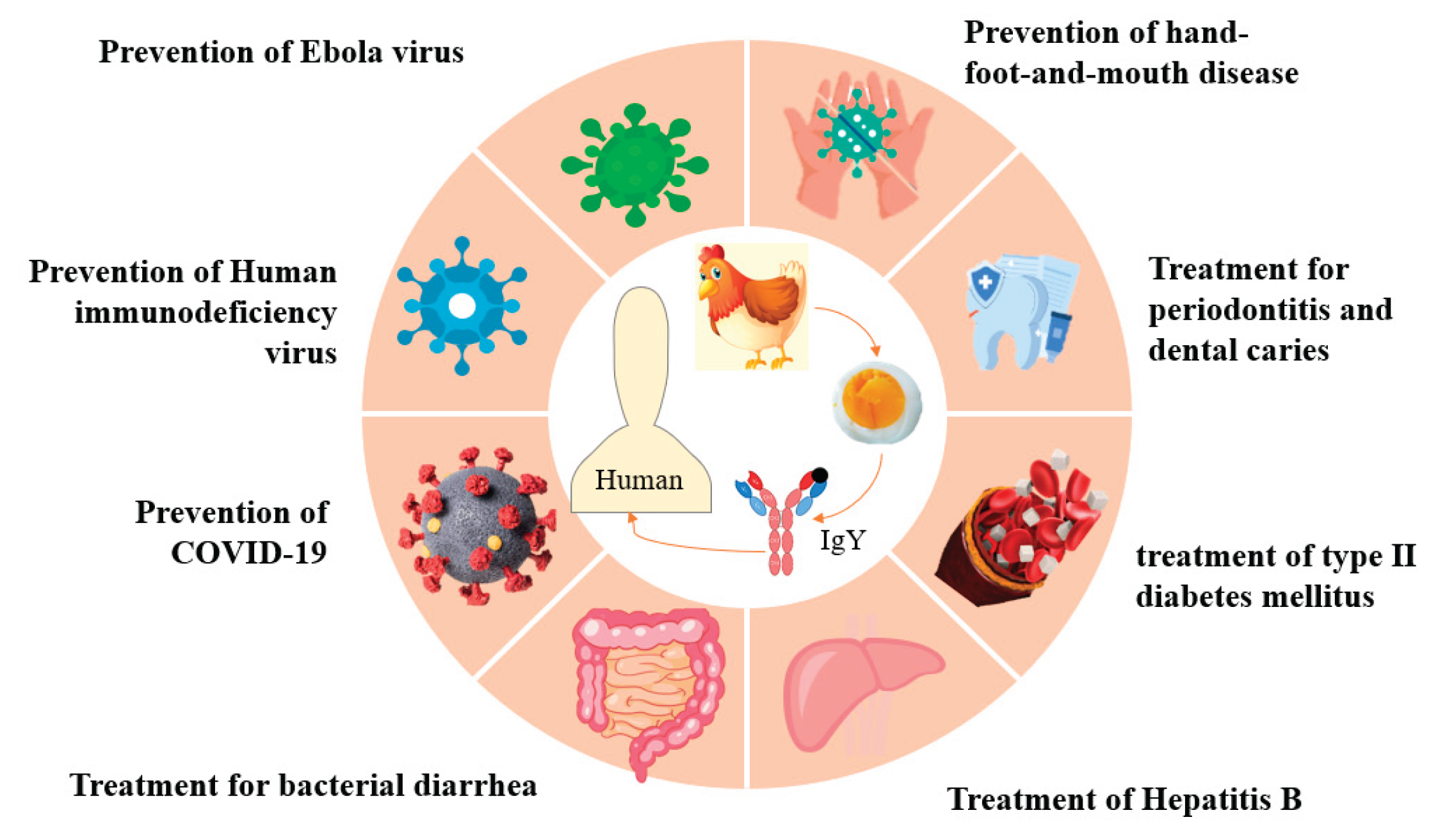 イフ Egg Yolk Immunoglobulins (IgY) Purification, Activity Enhancement