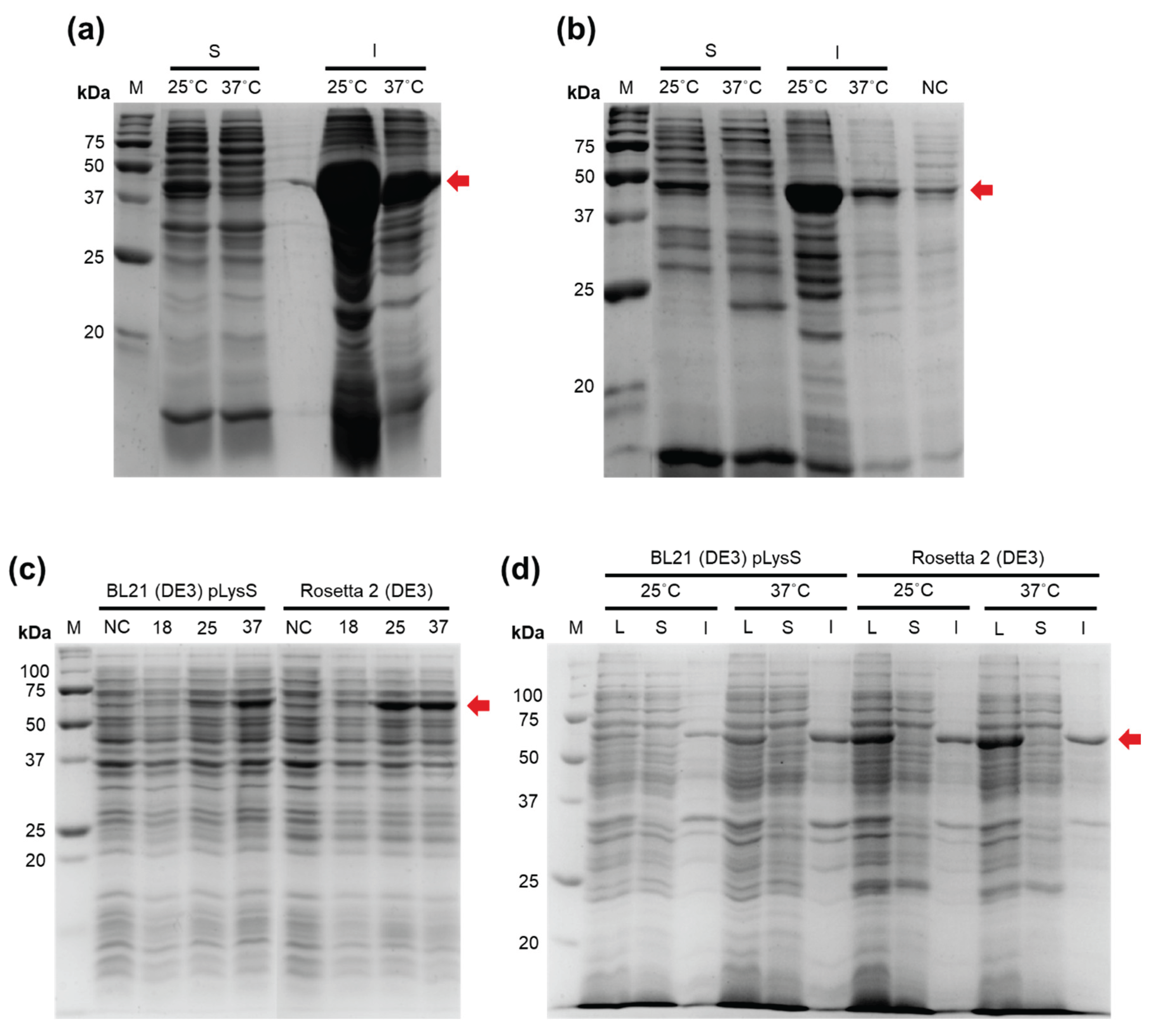 Preprints 188931 g001