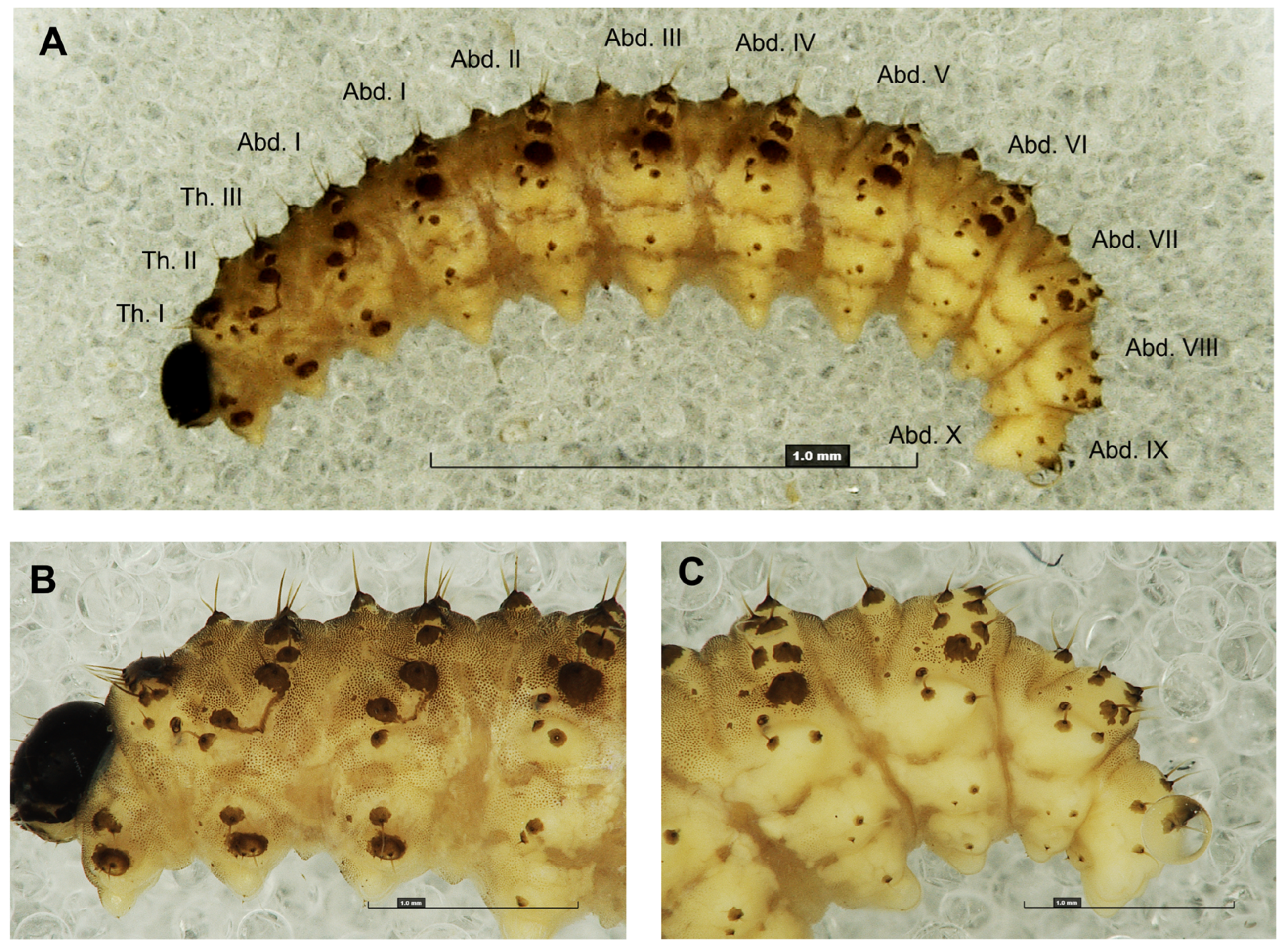 Preprints 196222 g001