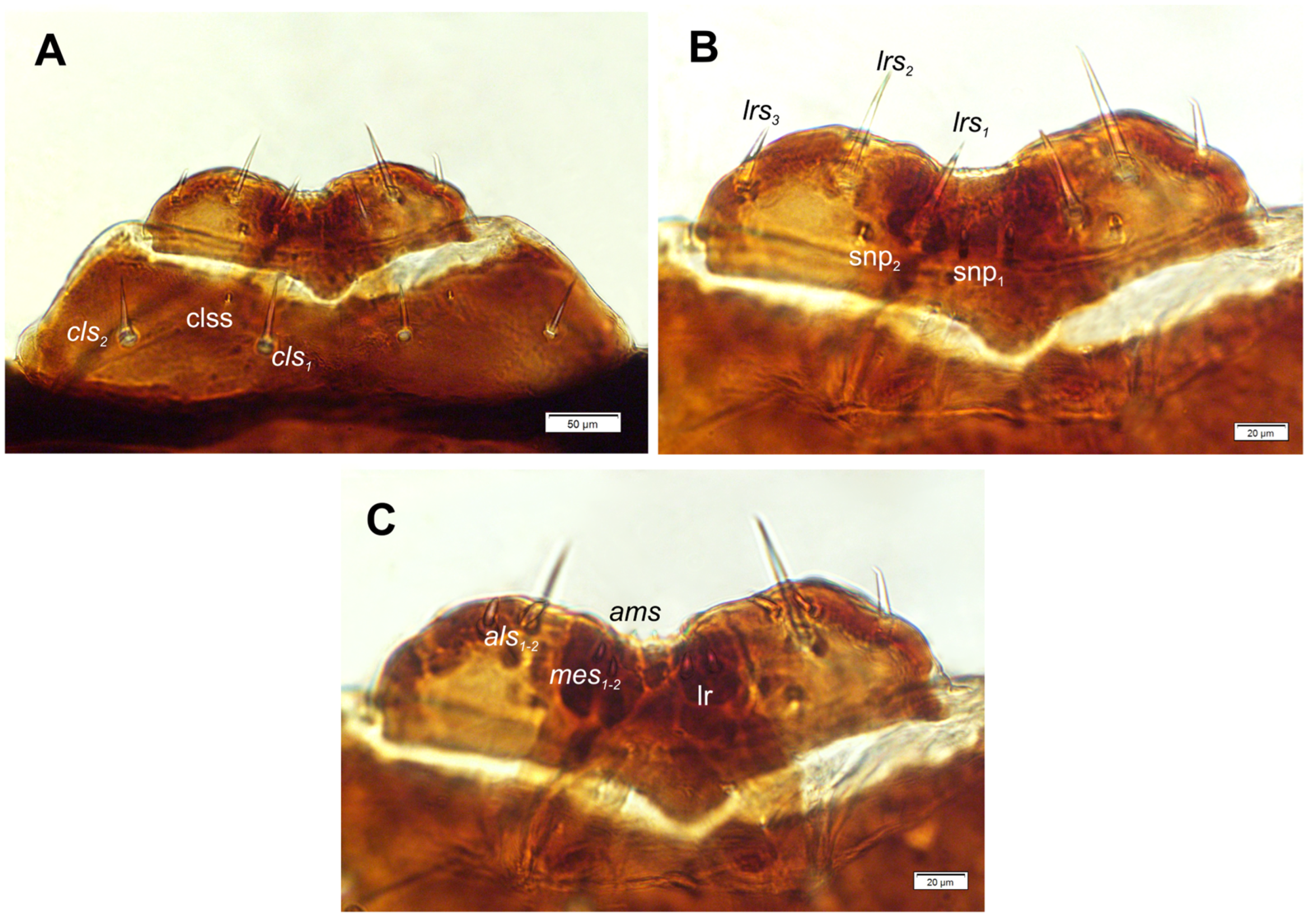 Preprints 196222 g006