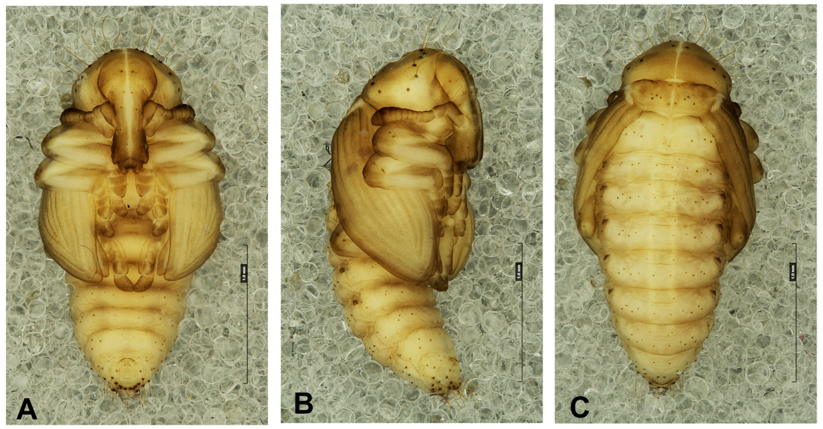 Preprints 196222 g010