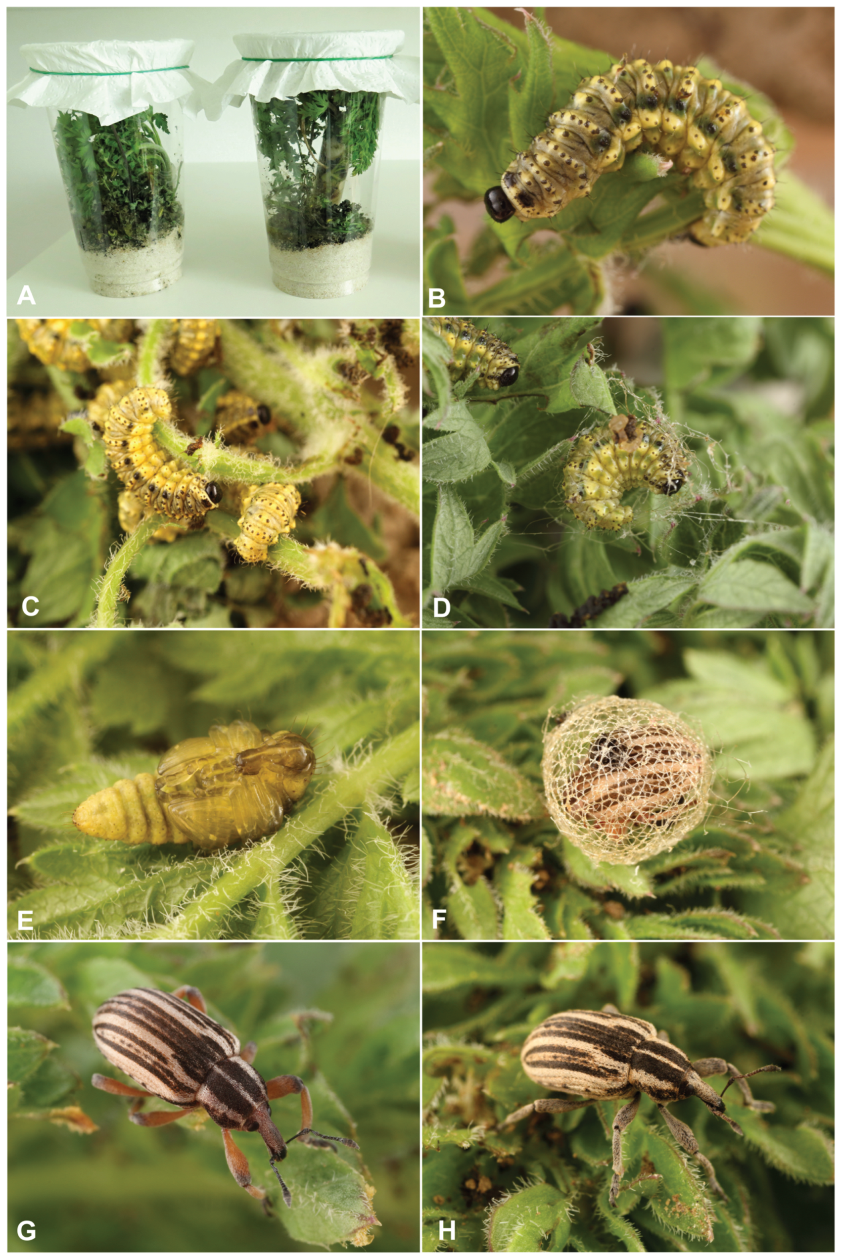 Preprints 196222 g015