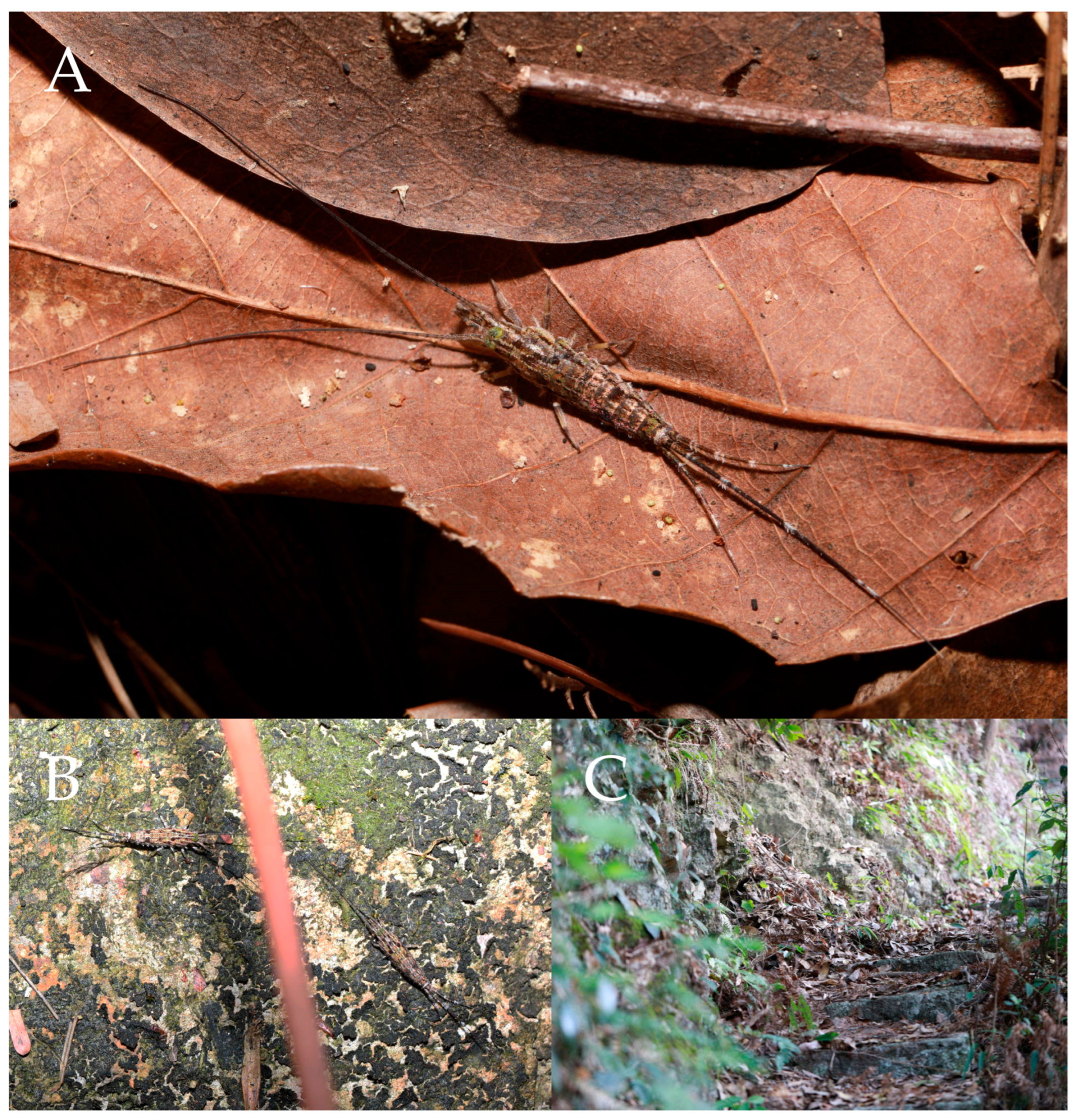 Preprints 174106 g001