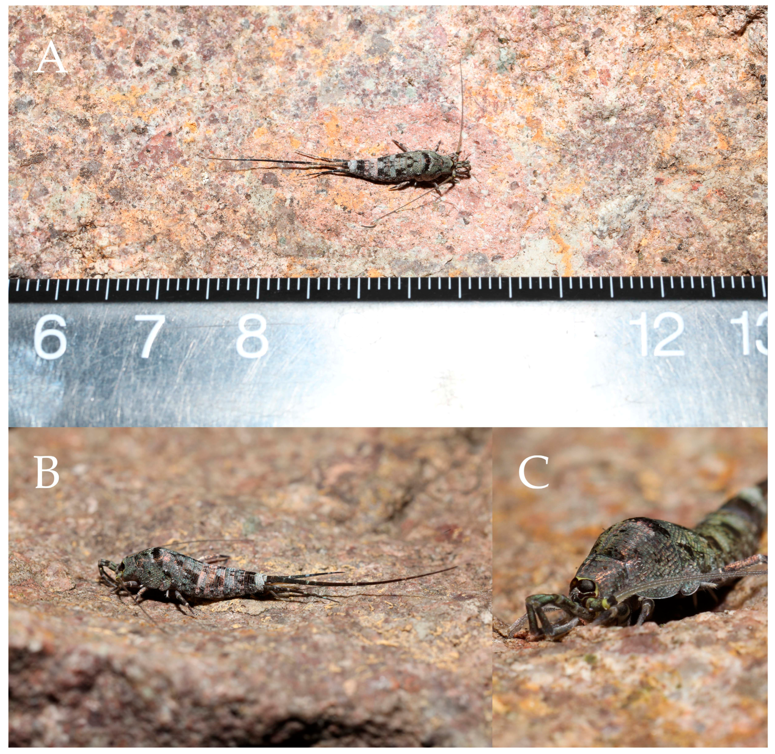 Preprints 174106 g007