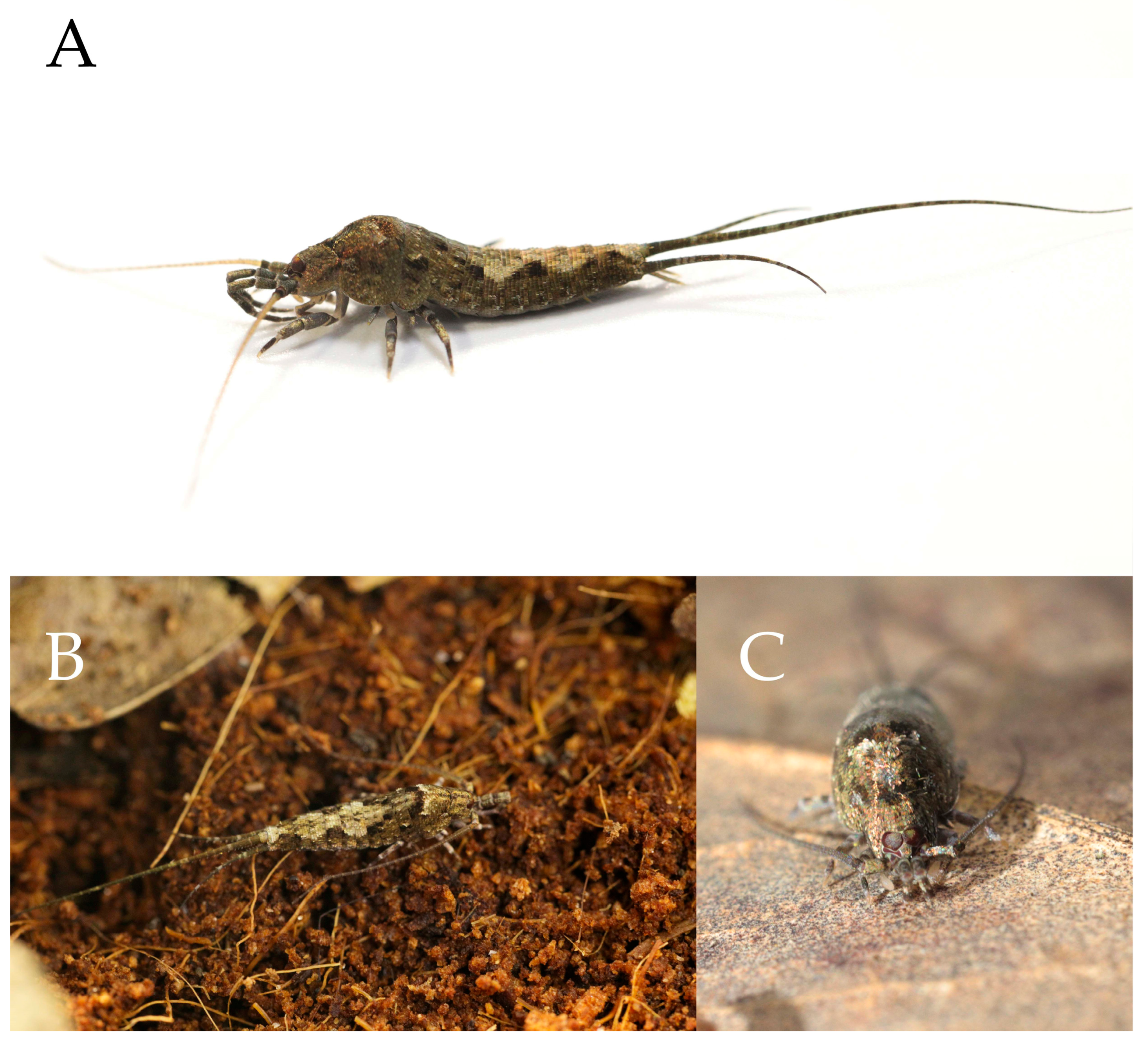 Preprints 174106 g013