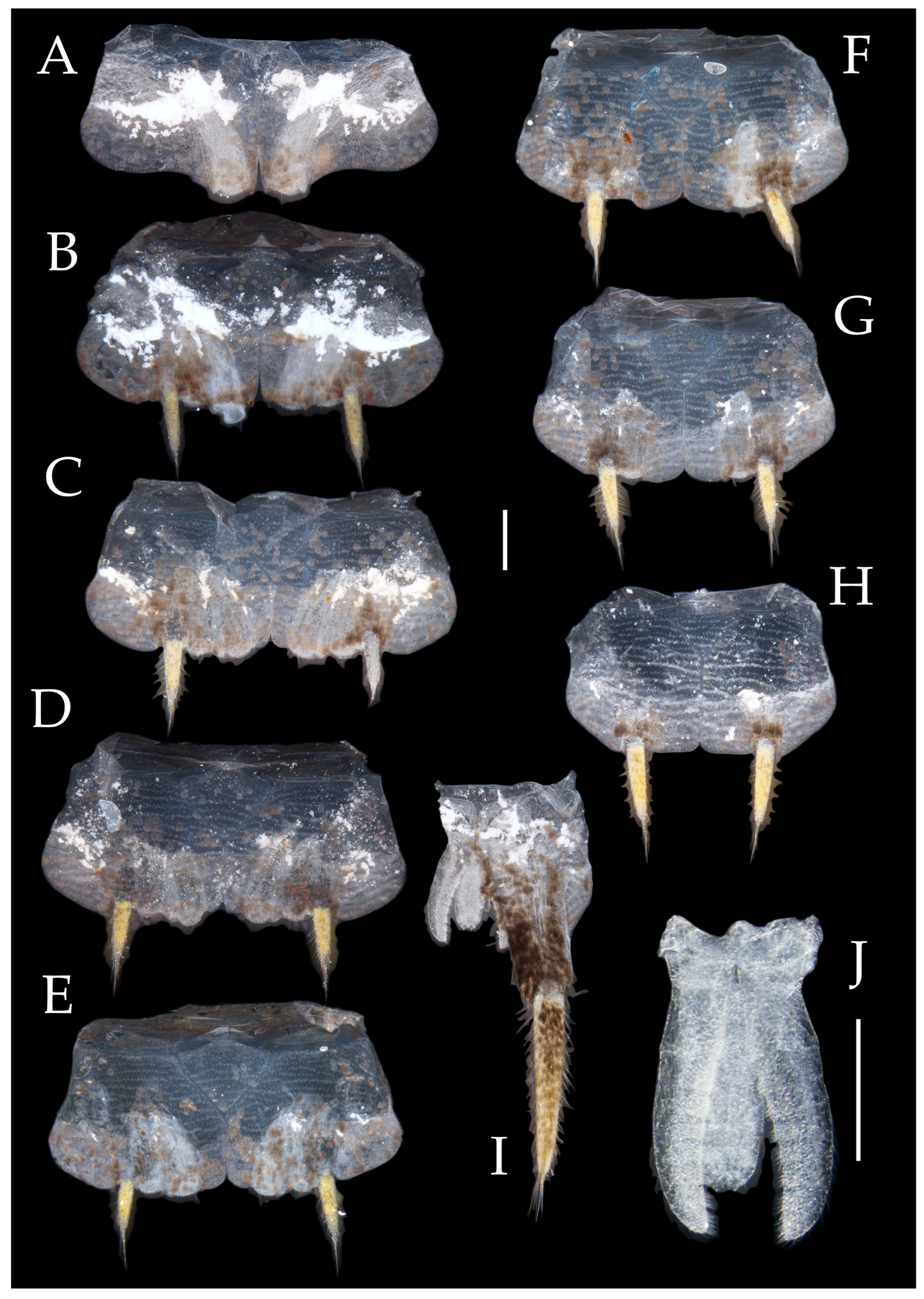 Preprints 174106 g016