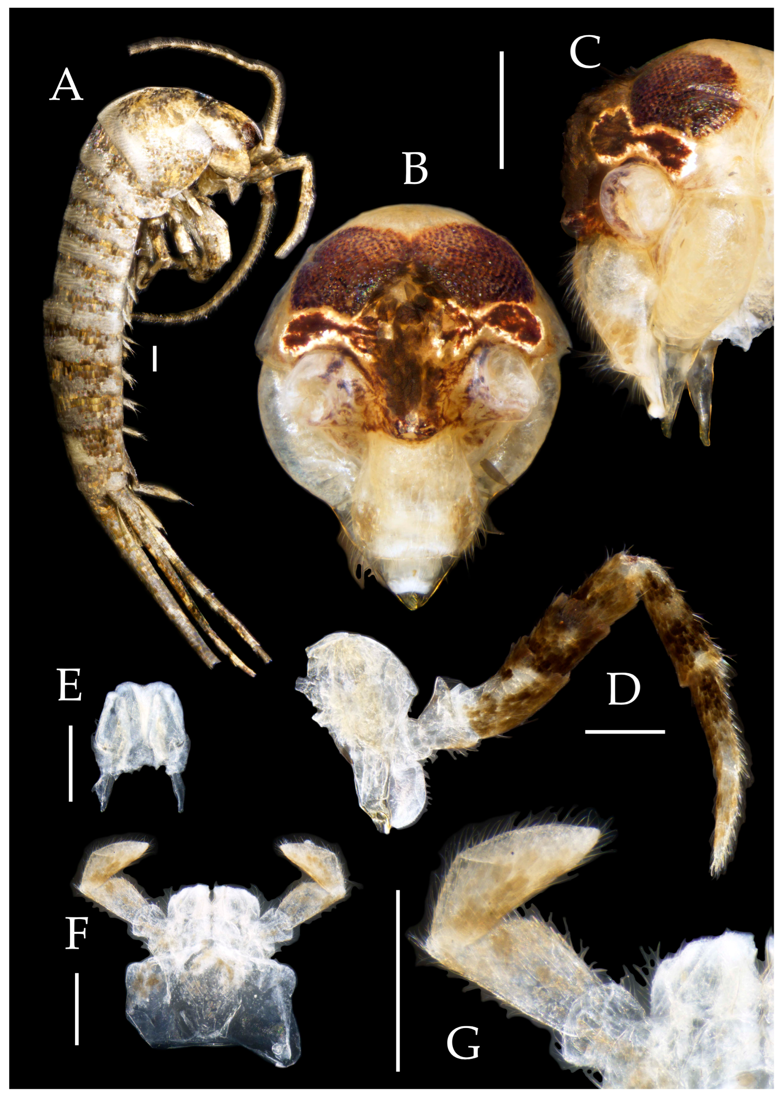 Preprints 174106 g017