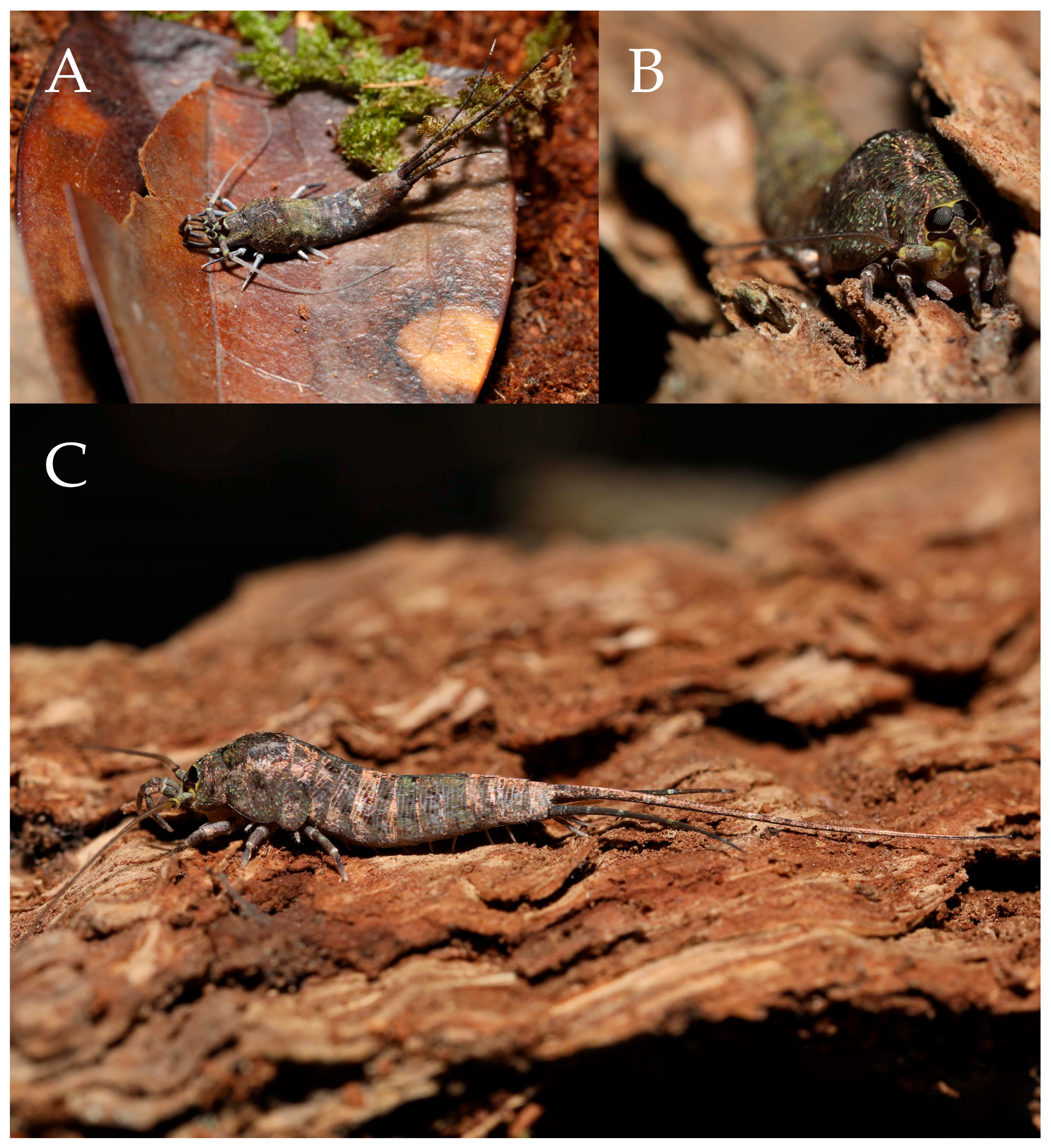 Preprints 174106 g019
